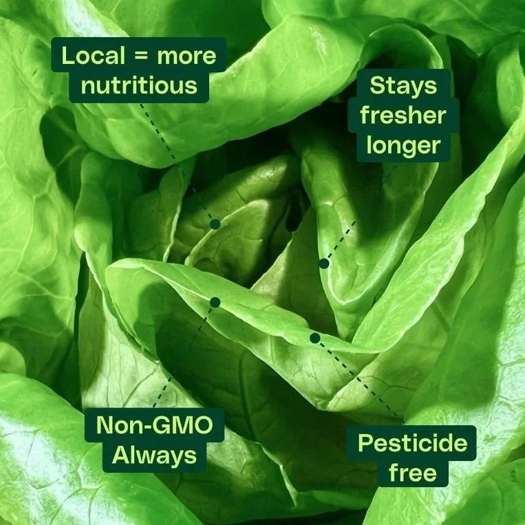 Information on a closeup photo of a head of lettuce. The following information is on the photo: Local= more nutritious, Stays Fresher longer, Non-GMO Always, and Pesticide free