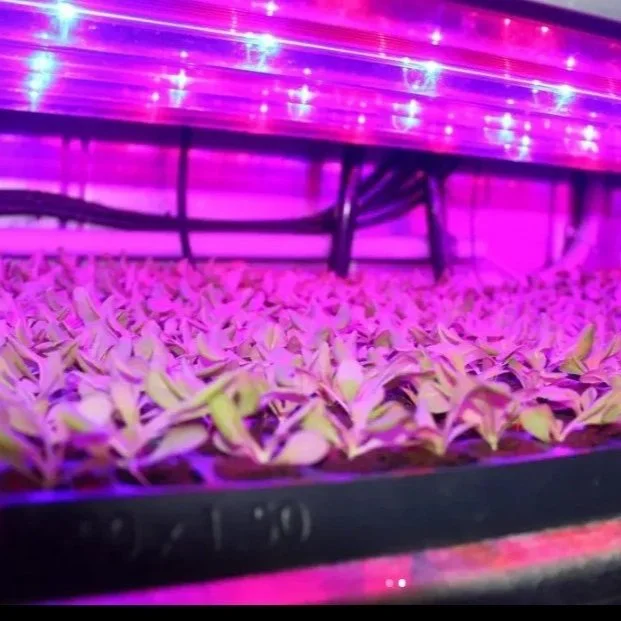 Trays of lettuce seedlings under led grow lights in a purple hue due to the red and blue lights.