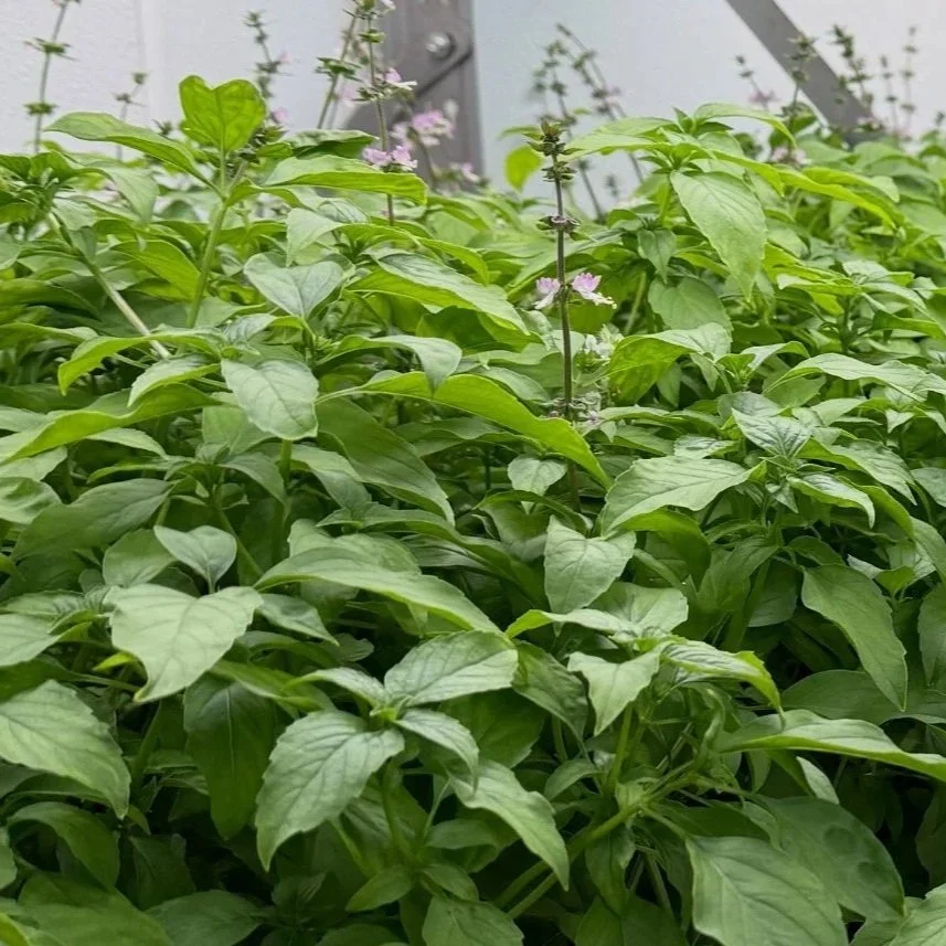 Basil plants growing in a hydroponic container farm setting that we will be growing at Black Water Acres.