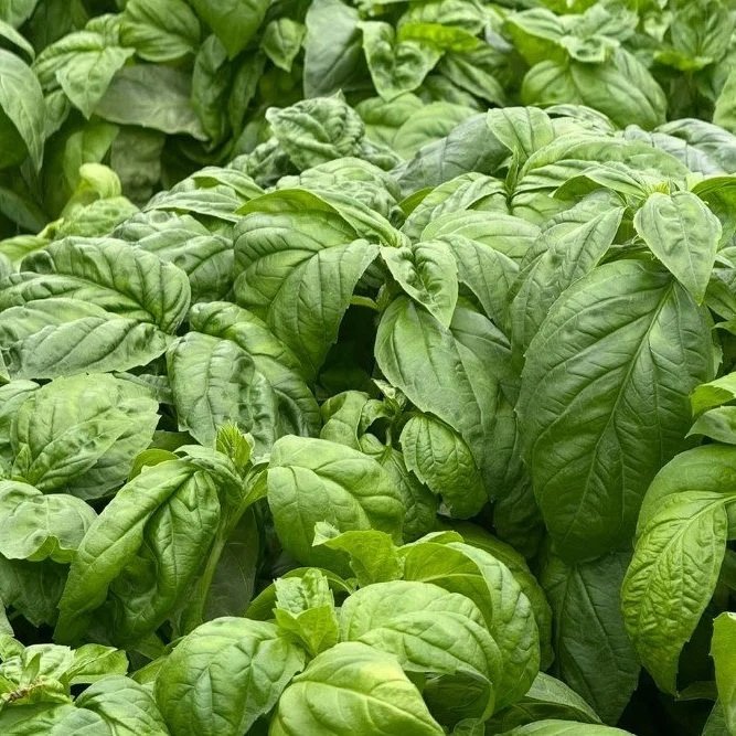 Basil Plants that are growing in a container farm.