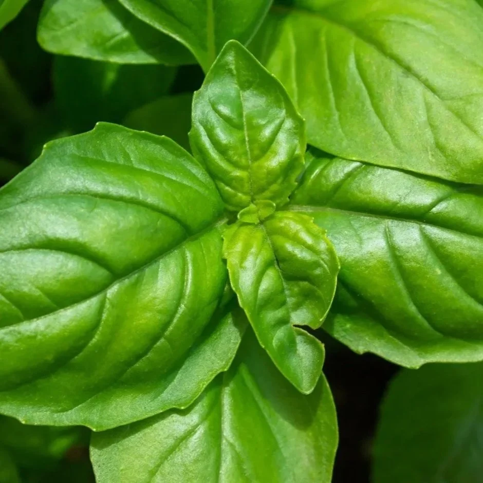 Closeup of the top of a basil plant in a container farm hydroponic setting through Nimble Farms