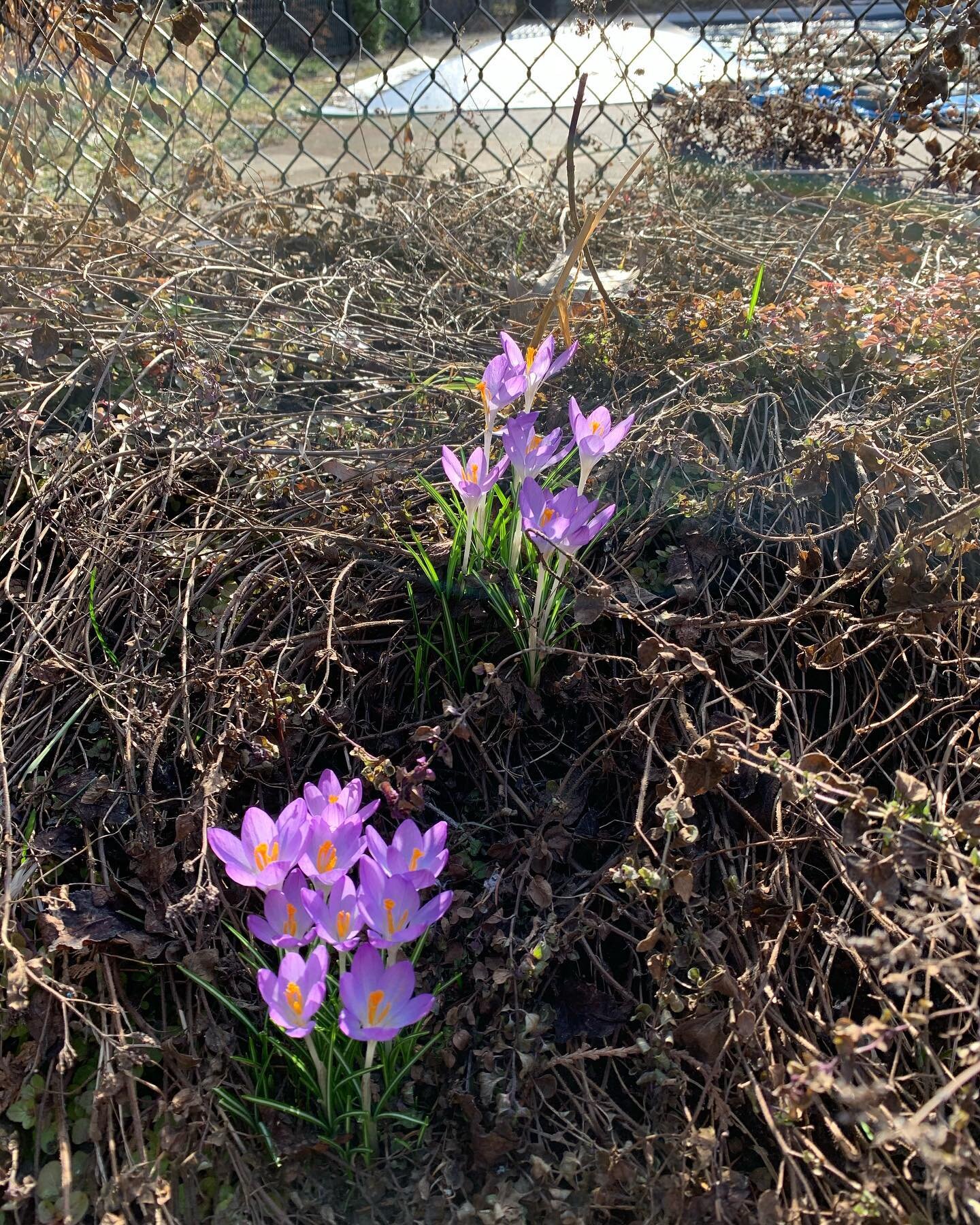 Look who has popped up in my garden! A reminder of the power of growth and renewal. #pathwaystopeaceyogaandhealing #beautiful #signsofspring #crocus #growth #renewal #growthandrenewal #powerofgrowth #powerofrenewal