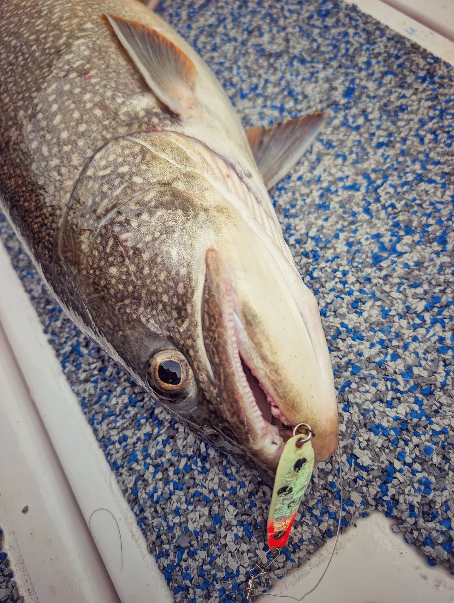  A solid Lake Trout caught while trolling the DeTour Passage during an October fall fishing charter with Reel Fish'n, based out of Drummond Island Yacht Haven.   