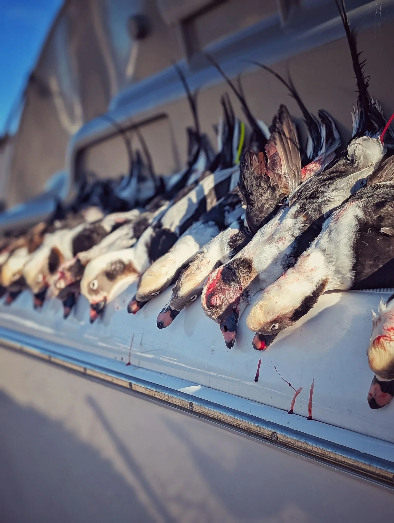  A full rail of trophy Longtails (Long-tailed ducks / Old Squaw) harvested during a high-action sea duck hunt on the open waters of the Great Lakes.   