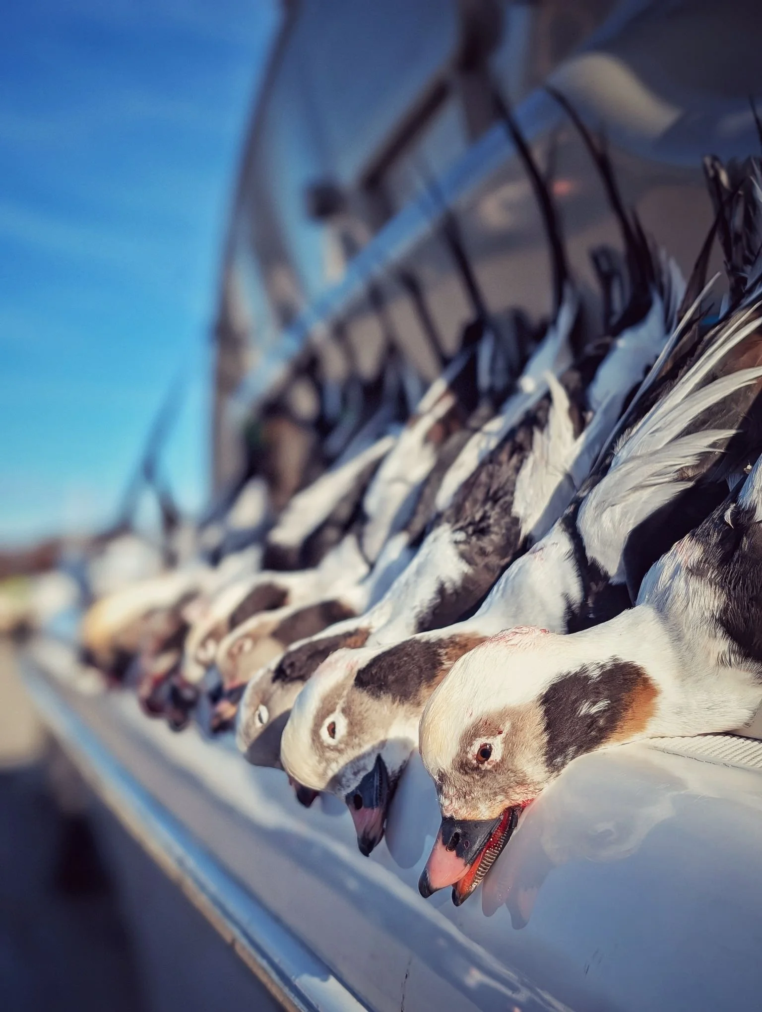  A full limit of Longtails (Long-tailed ducks / Old Squaw) lined up on the tender boat after a successful morning of Great Lakes sea duck hunting.   