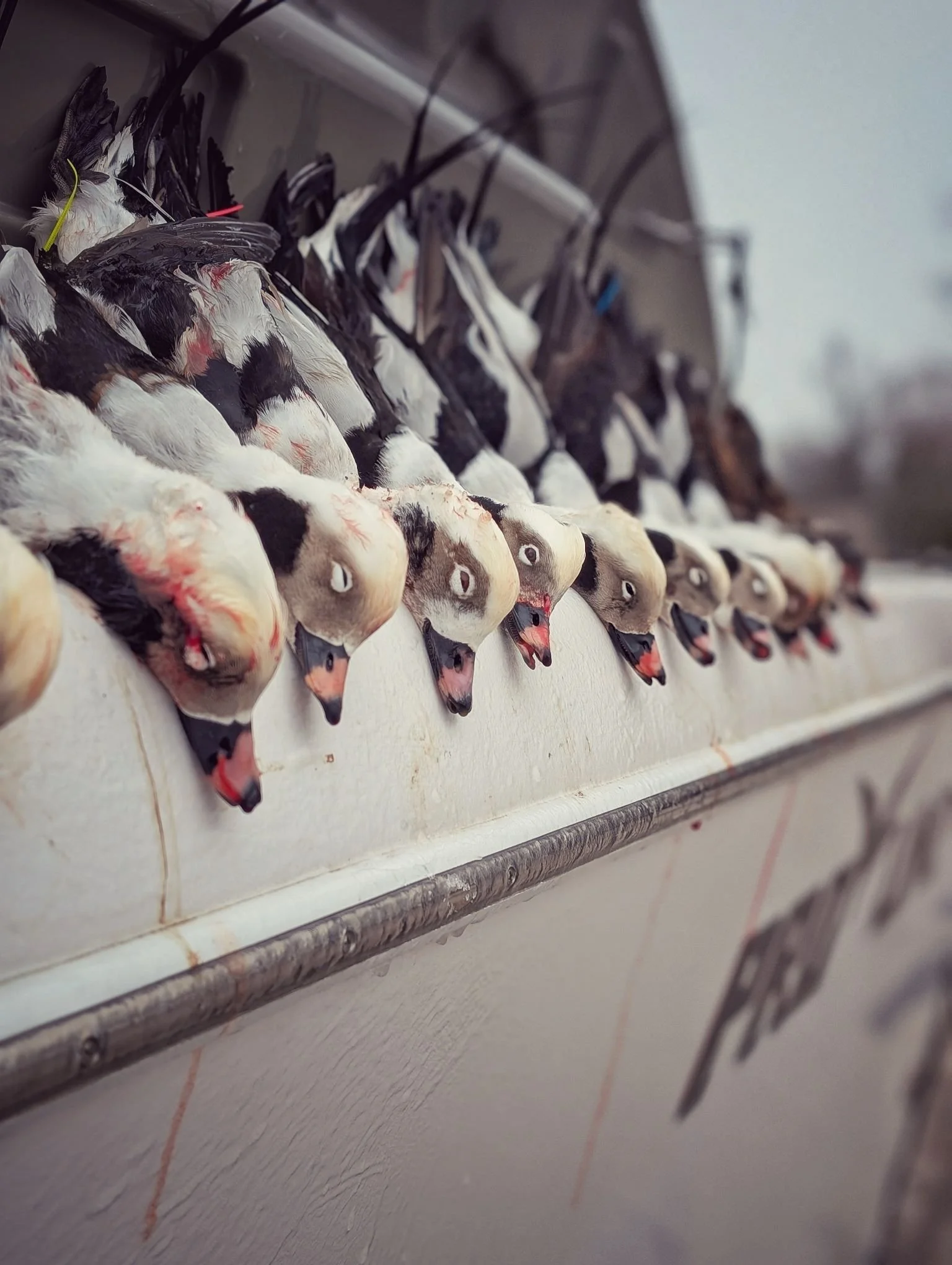  A heavy rail of Longtails (Long-tailed ducks) harvested on Saginaw Bay, proving the effectiveness of the Reel Fish'n layout boat system.   