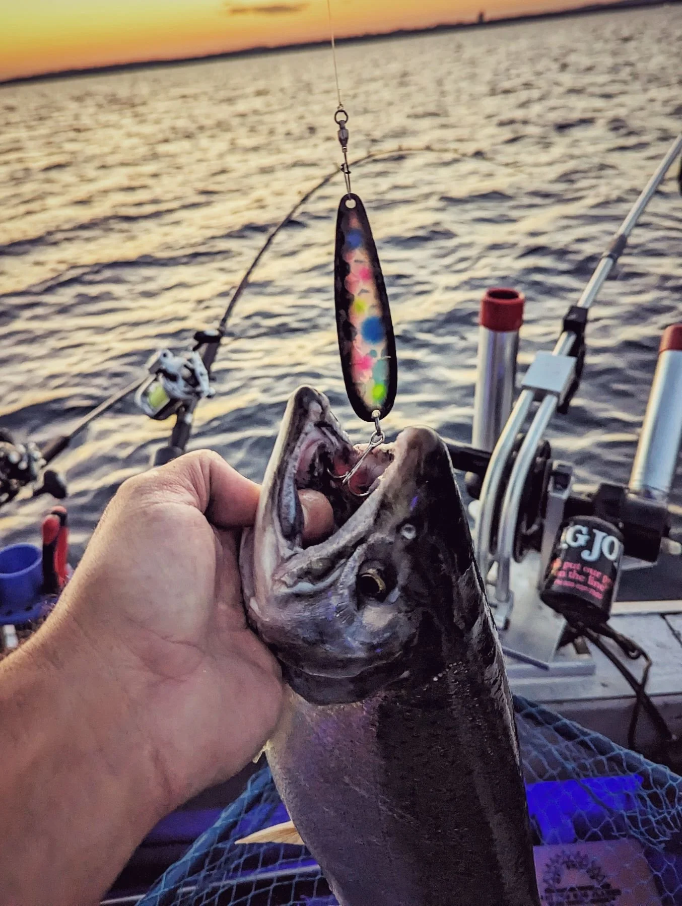  A fresh King Salmon caught at sunrise on a trolling spoon during a Grand Traverse Bay salmon charter.   