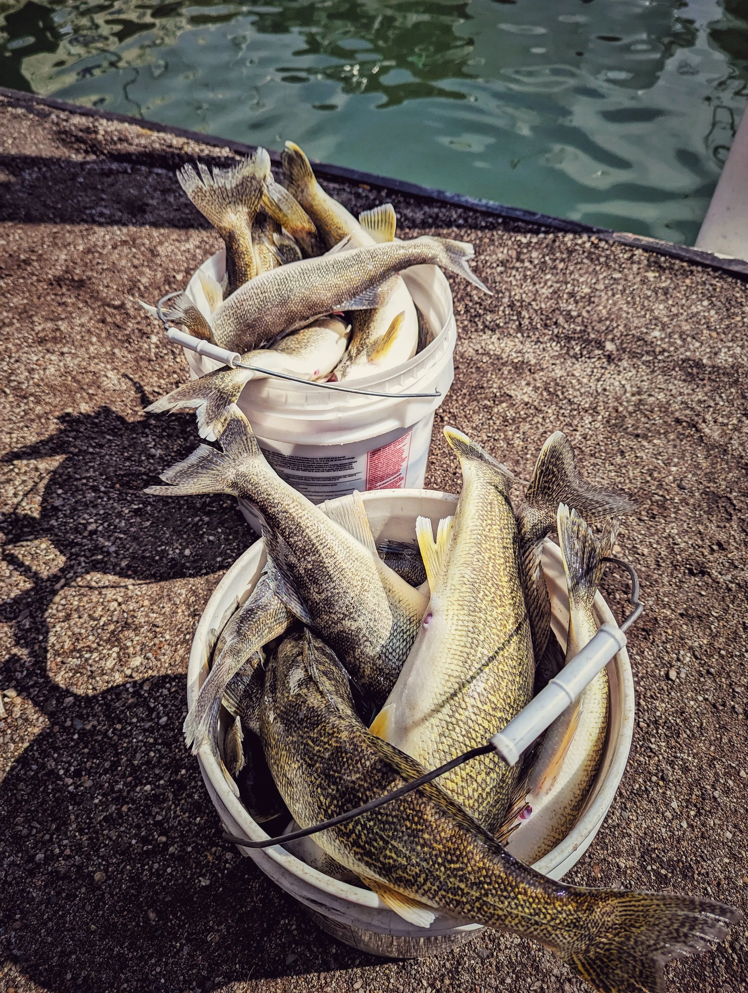  Two buckets overflowing with fresh-caught walleye on the deck of a Reel Fish'n charter boat after a successful day on the Detroit River. 