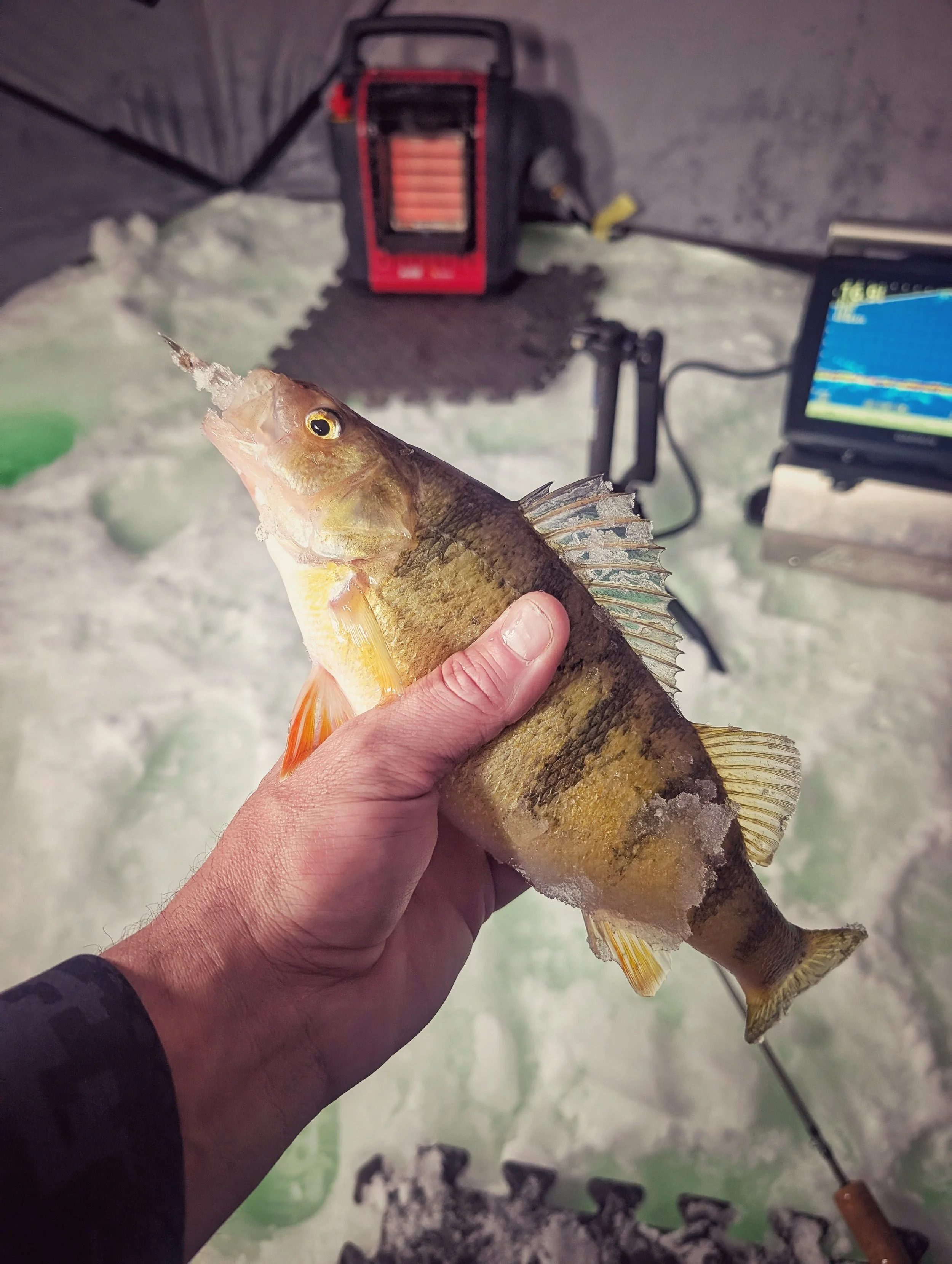  A solid Saginaw Bay yellow perch caught inside a heated ice shanty, featuring a Buddy heater and high-end sonar electronics for a professional winter fishing experience.   