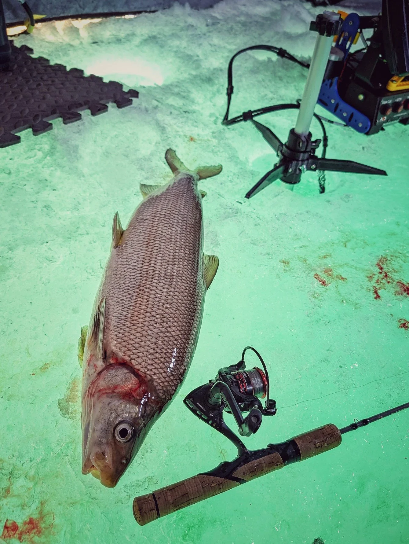  A surprise Saginaw Bay Whitefish caught on light tackle while using live sonar during a guided ice fishing trip with Reel Fish'n LLC.   