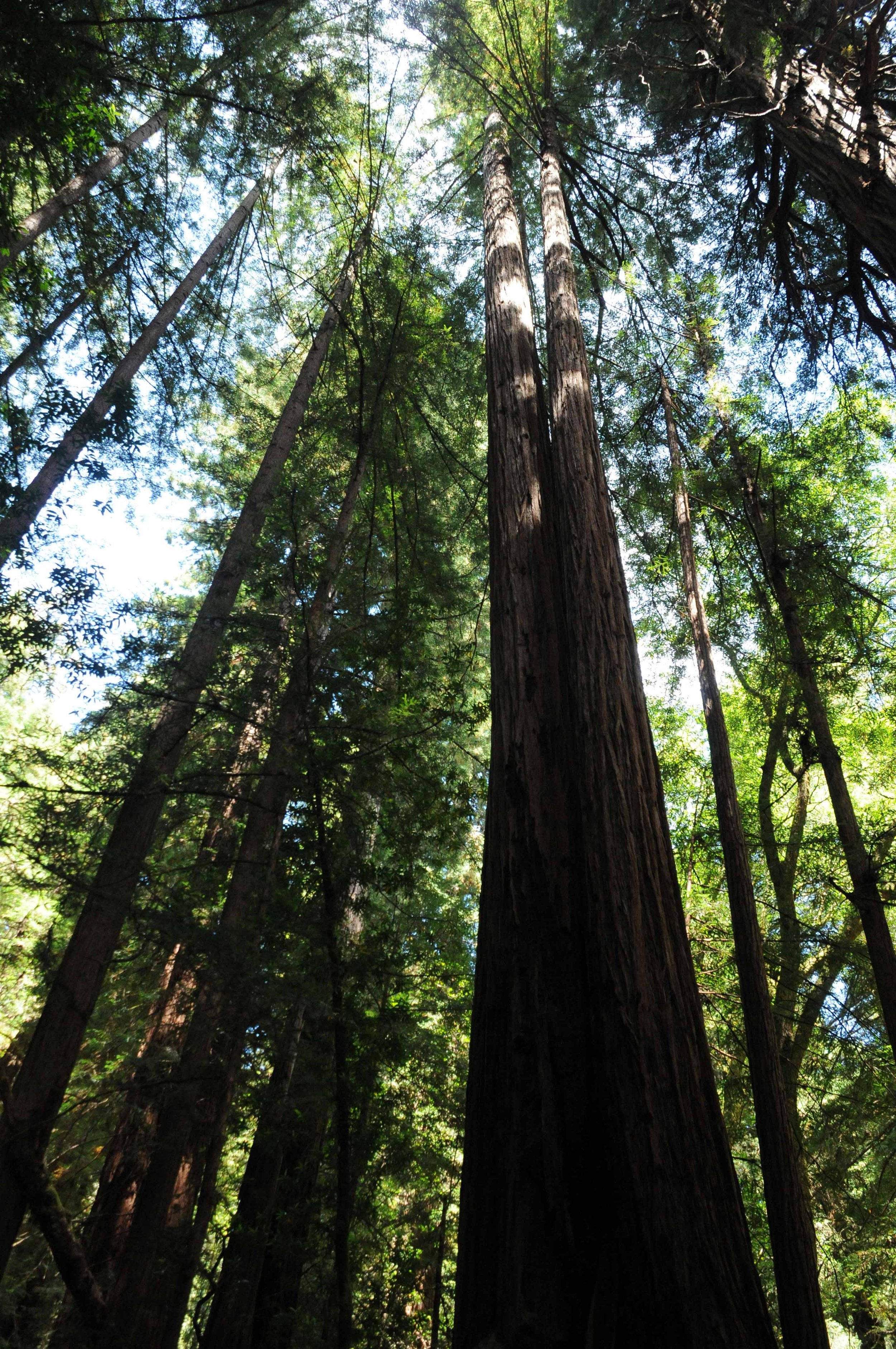 California Redwoods.jpg