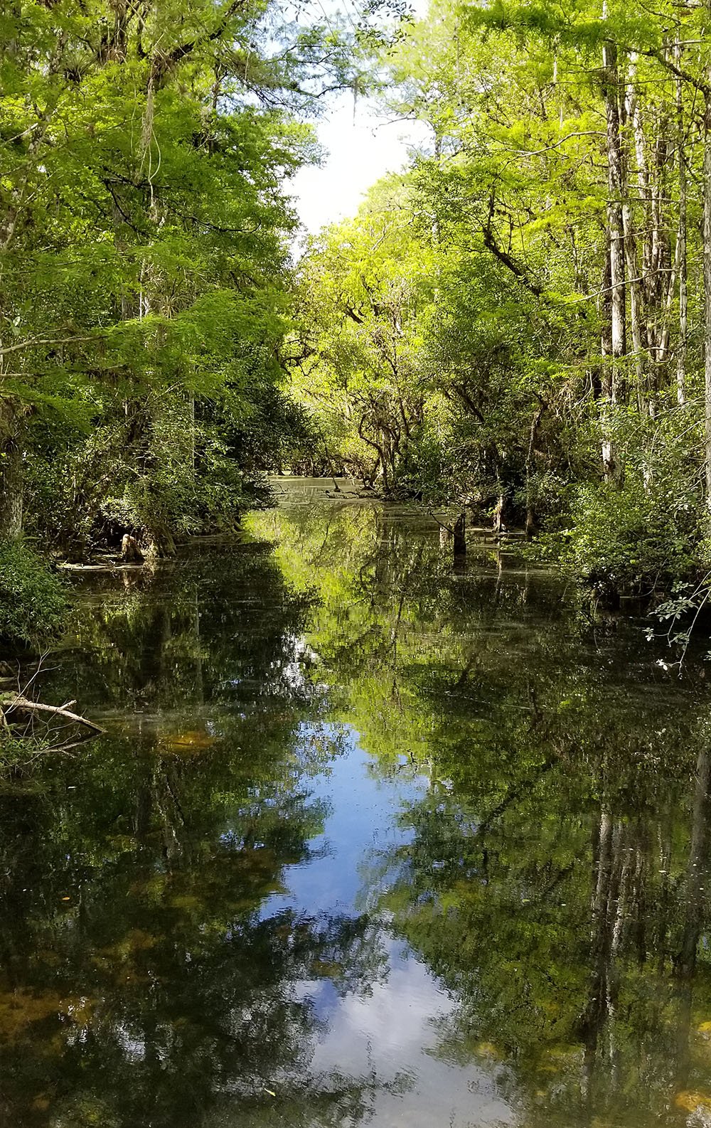 Tamiami Swamp Florida.jpg