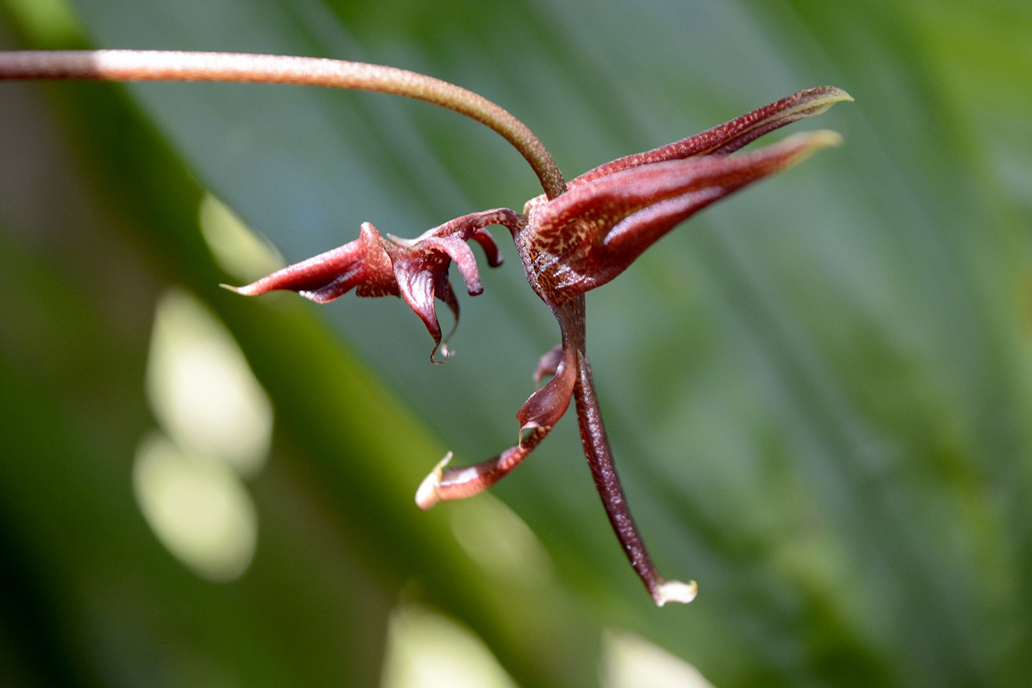 Gongora orchid smaller_DSC3838.jpg