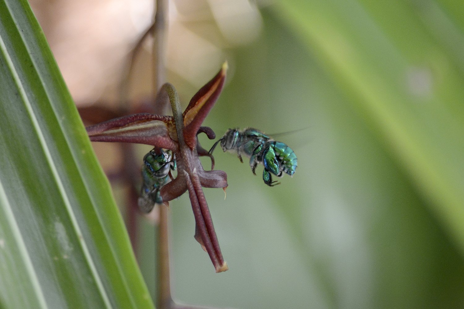 Two orchid bees on gongora_DSC7928.jpg