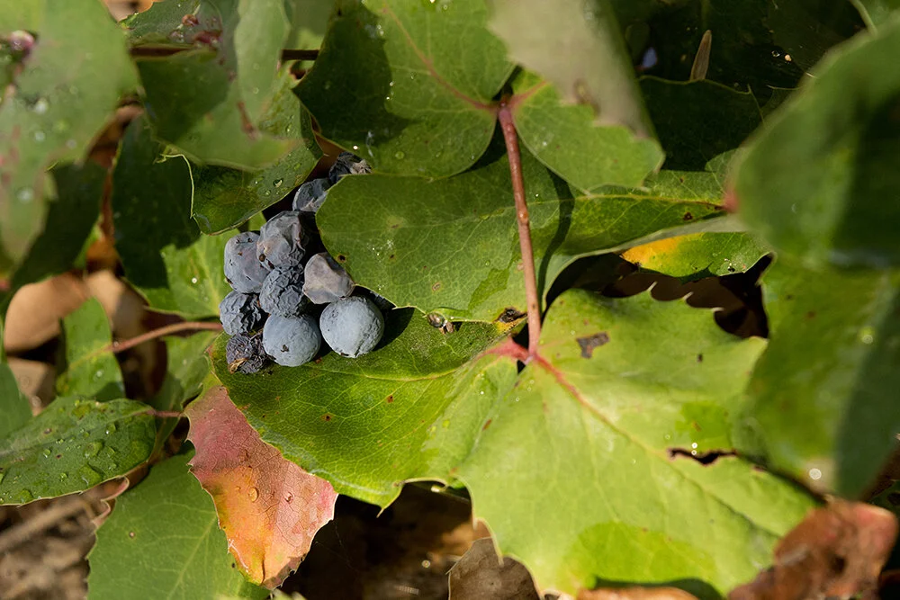 Oregon Grape leaves and fruit