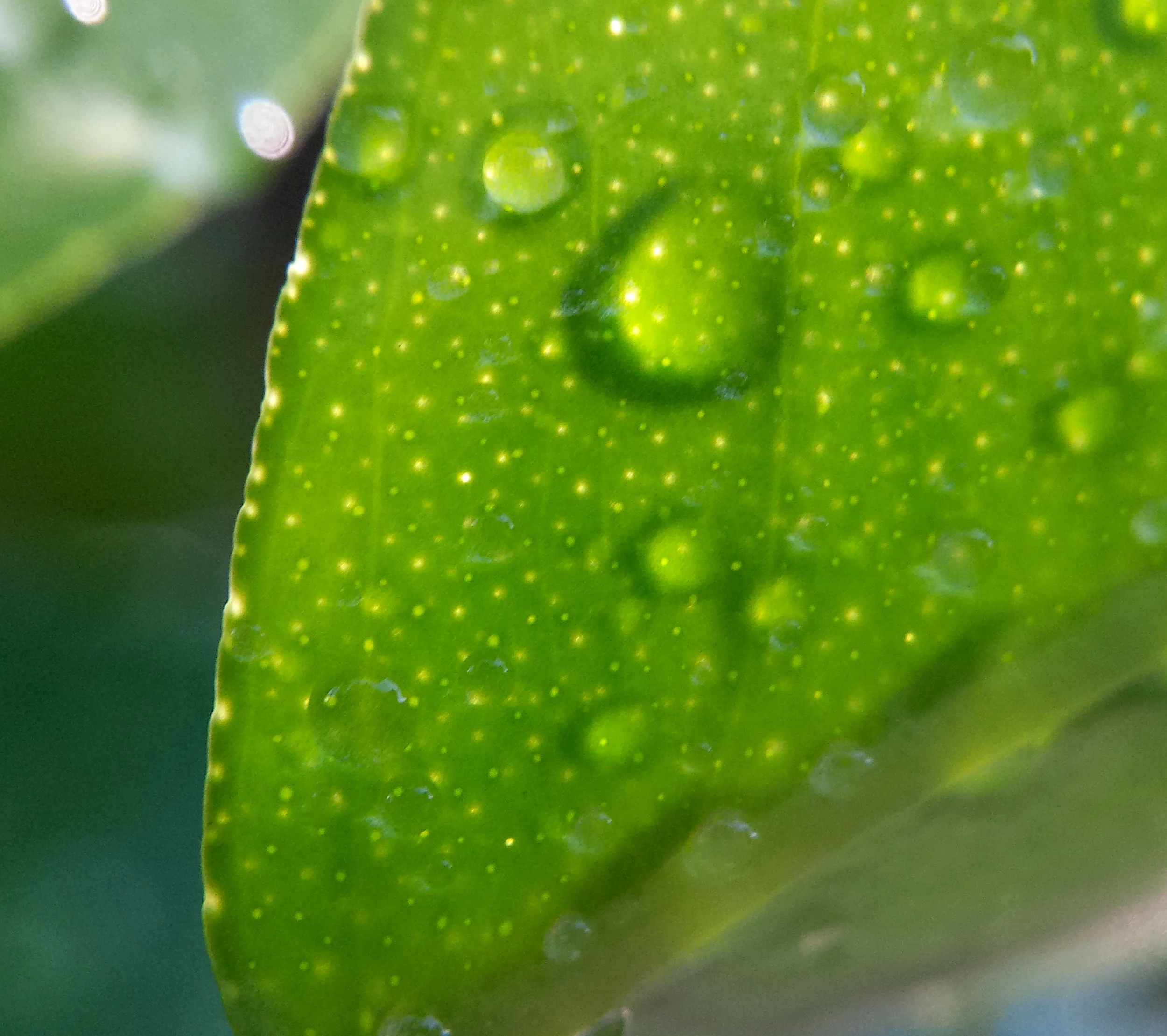 Lime leaf