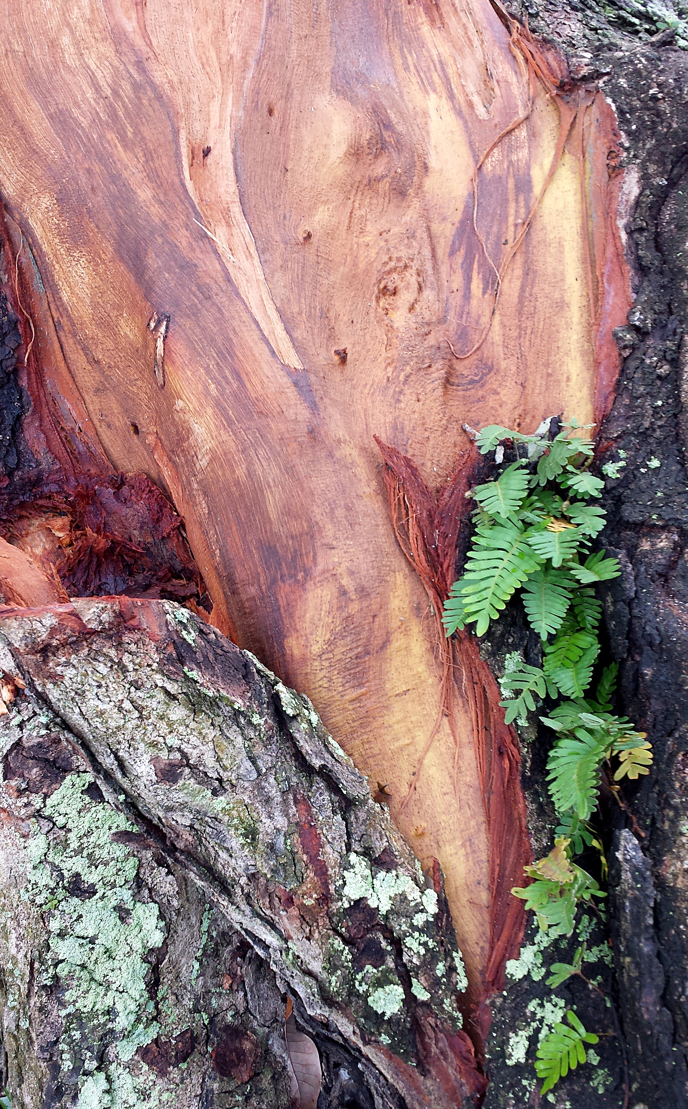 Pretty wood from a fallen orchid tree