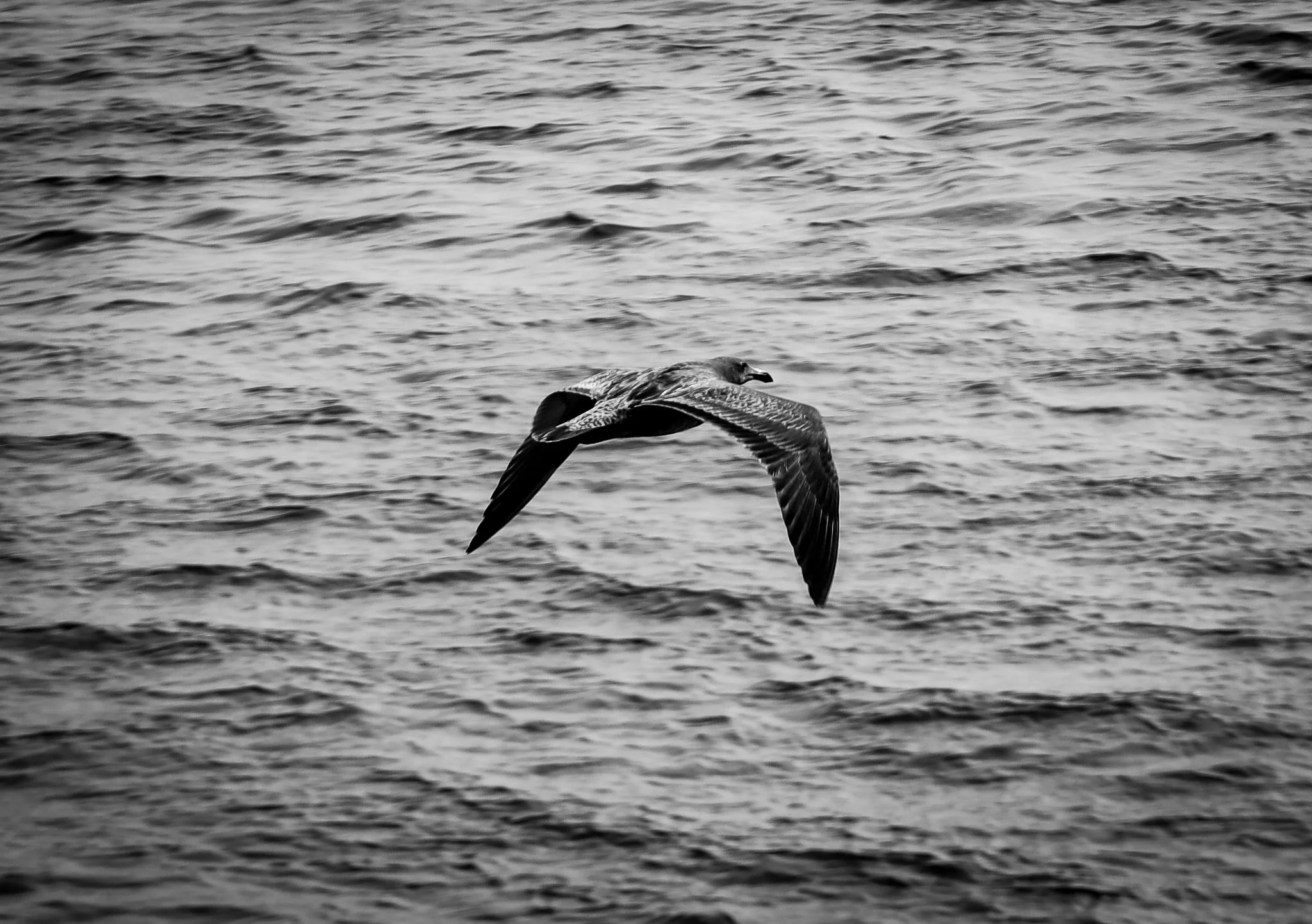 IMG_9531.jpg