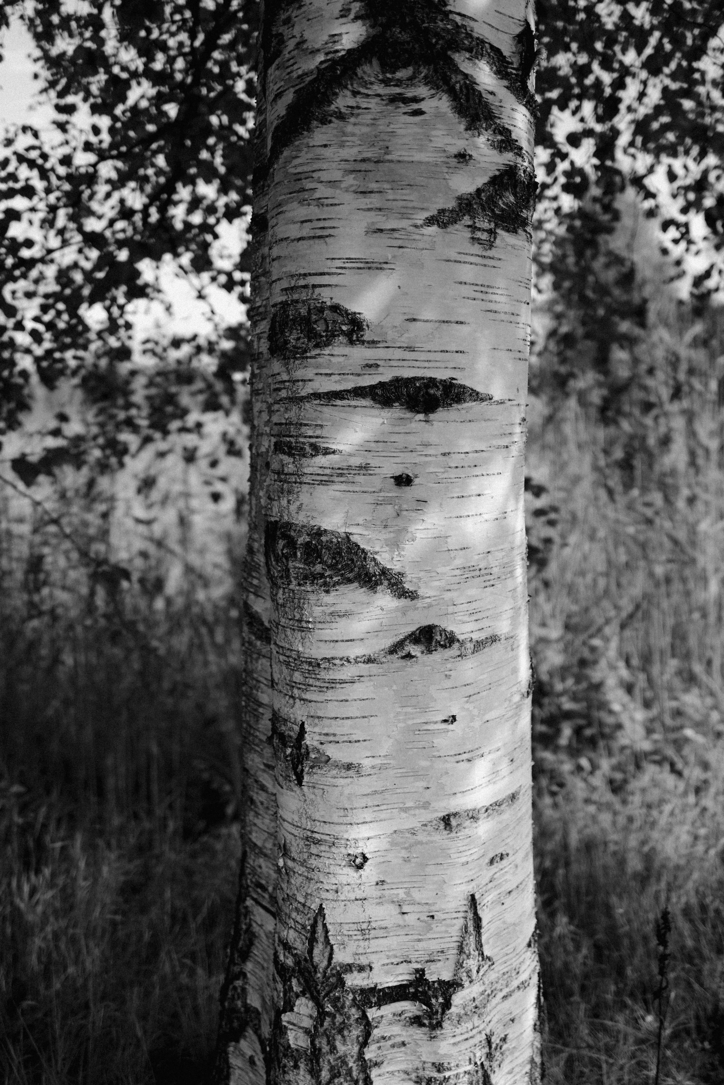 L1004666.jpg