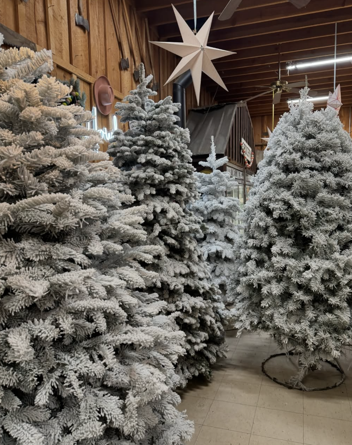 Our Best Tips for Caring for Your Fresh Cut Christmas Tree