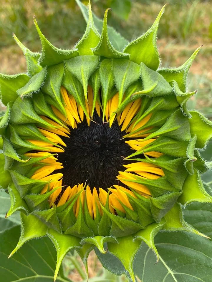 Mark Your Calendar for Lee Farms' Farm-to-Table Sunflower Dinner