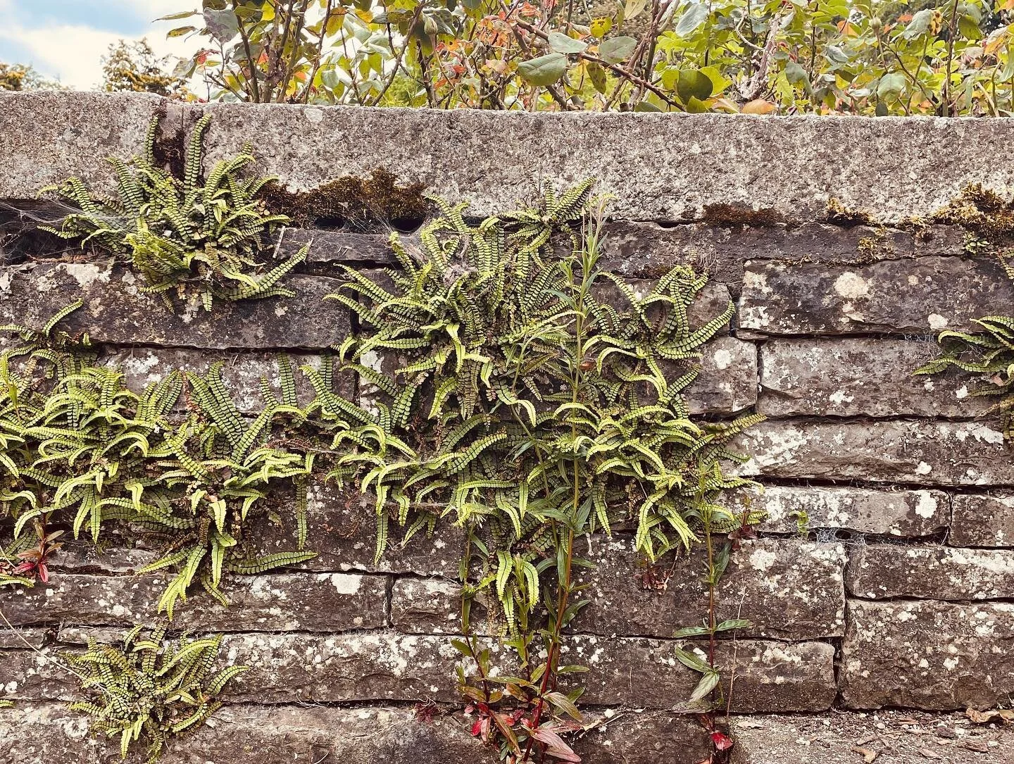 #irland #dublin #warmemorial #courthouse #balustrade #modernarchitecture #authenticmaterials #verona #cortensteel #handrail #expansionjoints in Corten steel #drainage #walking #europeanvacation #travel #architecture #designbuild #summer