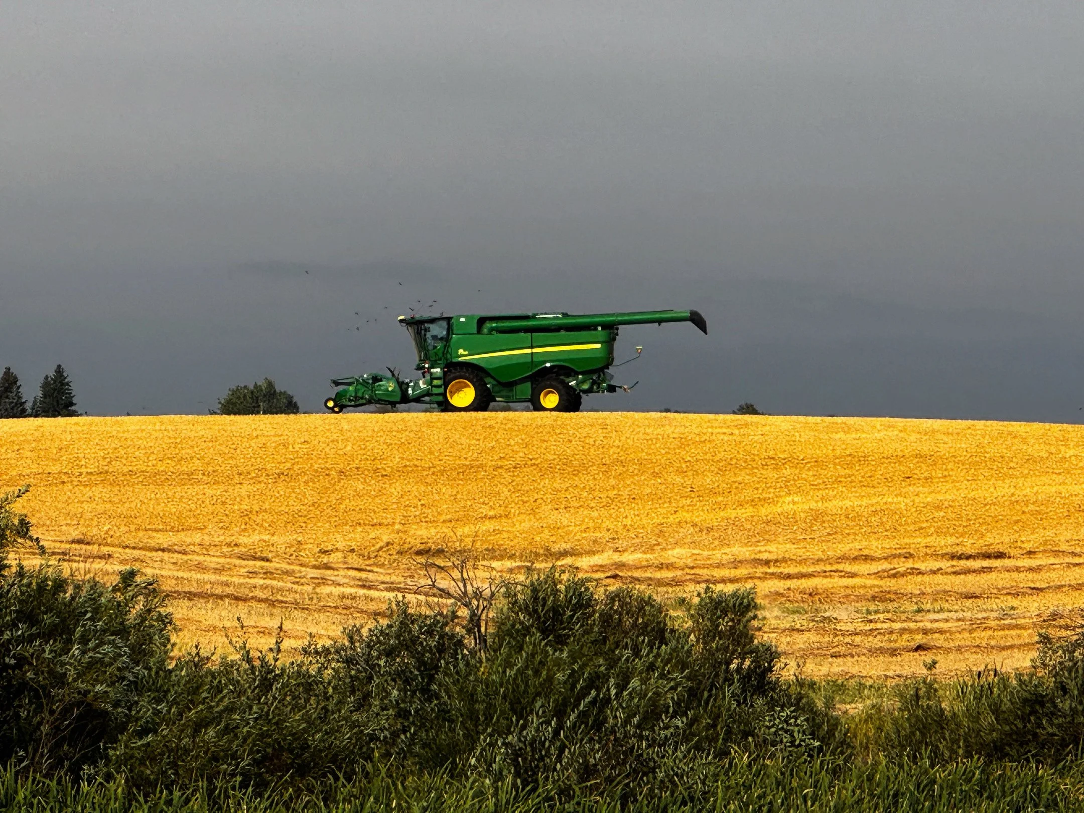 What’s The Albertan Story?