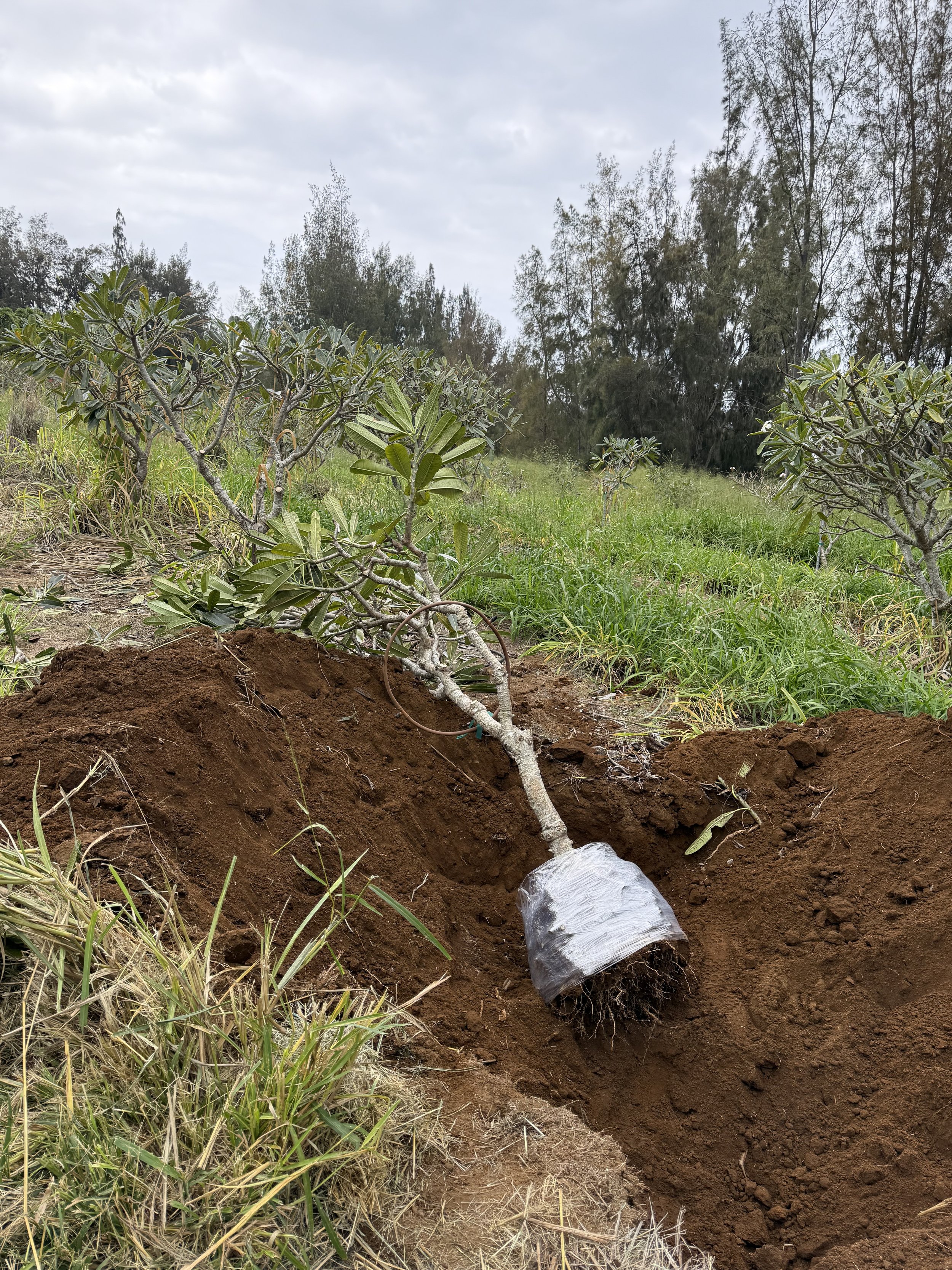 Singapore Plumeria ready to be delivered to a job