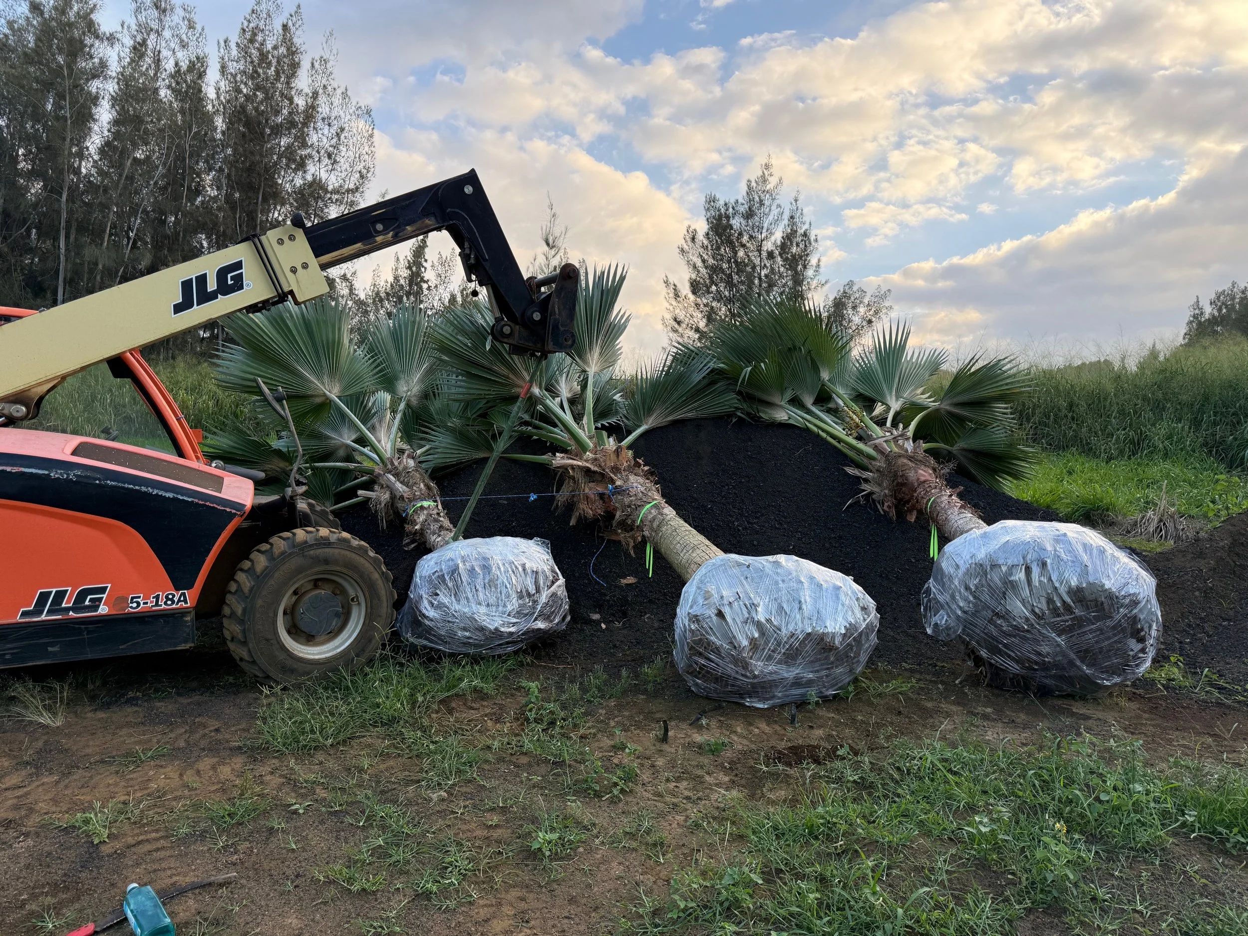 Lo'ulu Palms ready for pickup 