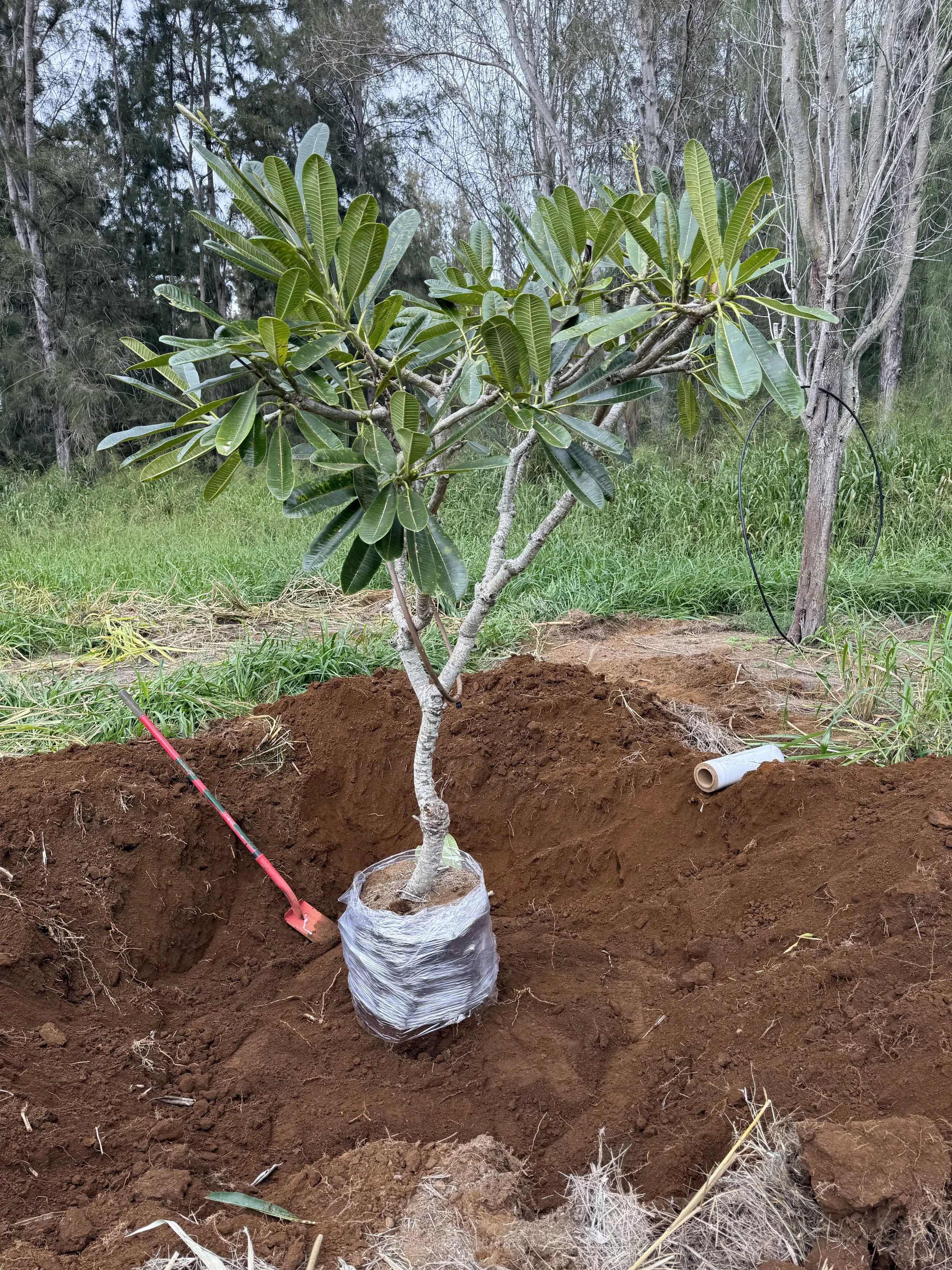 Singapore Plumeria ready to be delivered to a job