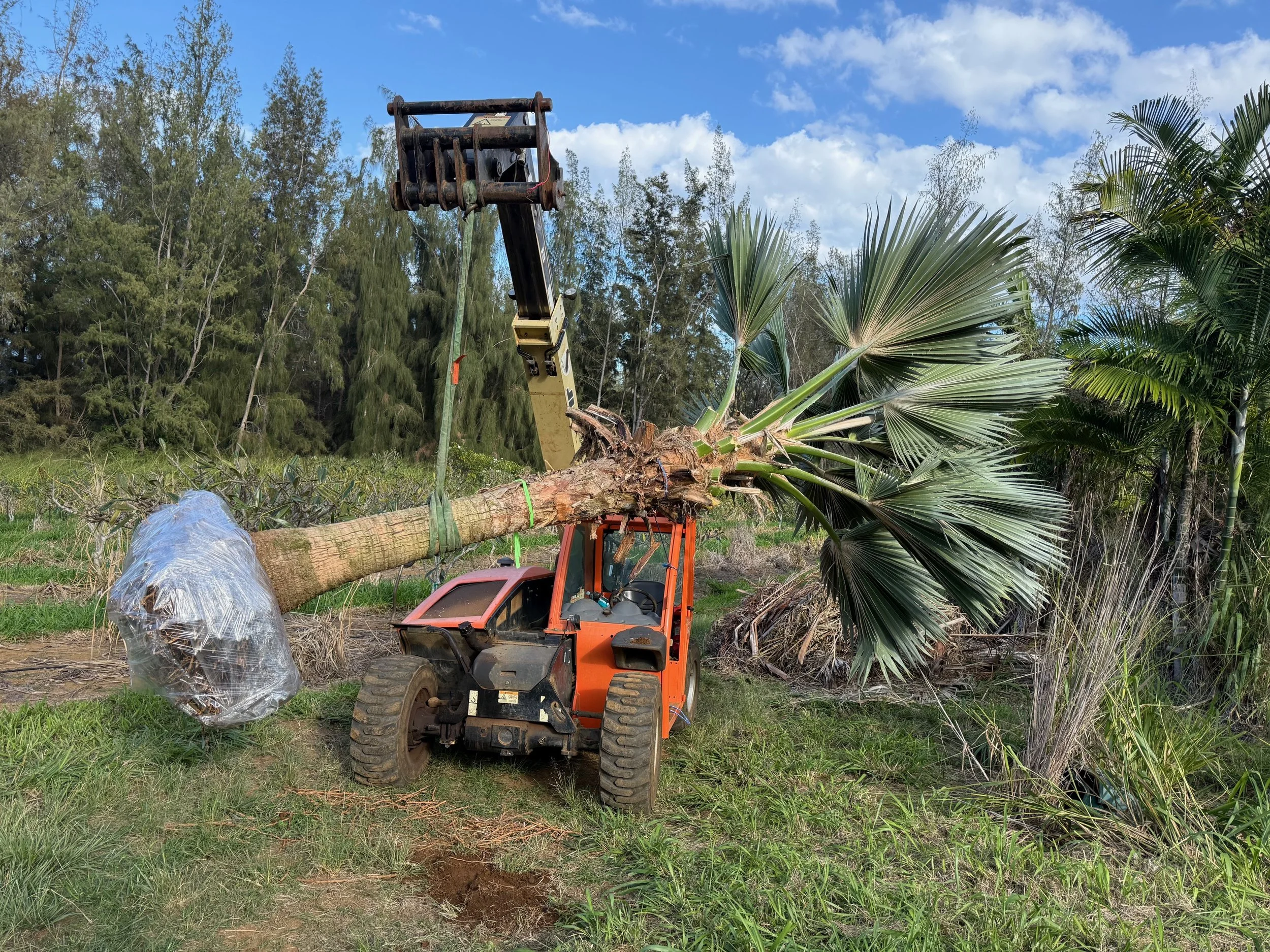 Prepping Lo'ulu Palms for a customer