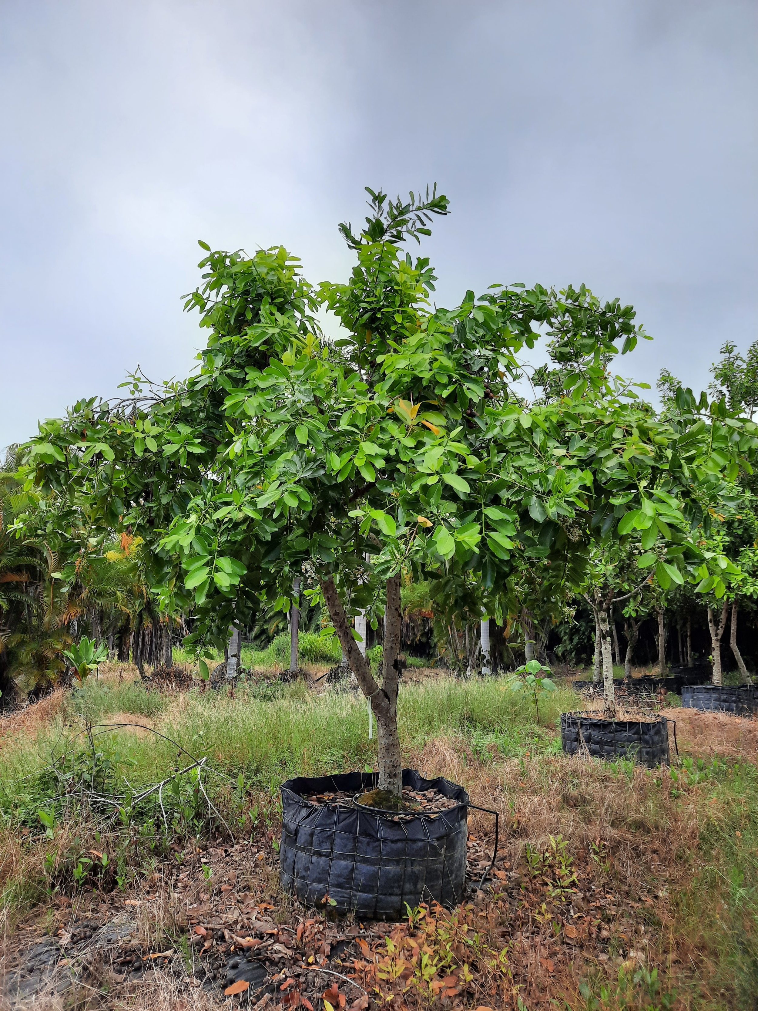 Calophyllum inophyllum- True Kamani