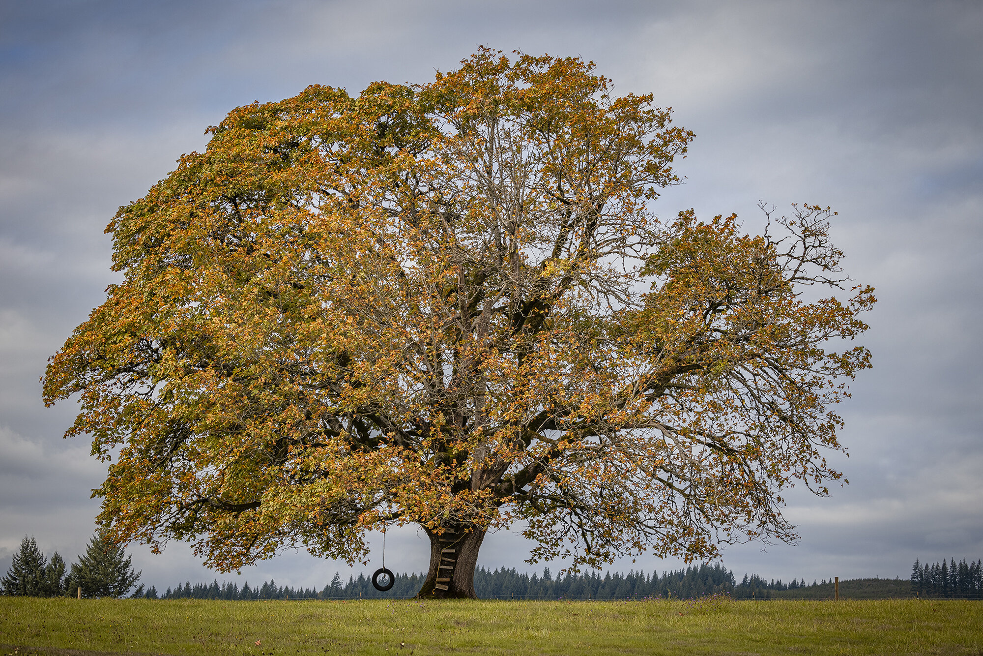 Maple with a View in Fall copy.jpg