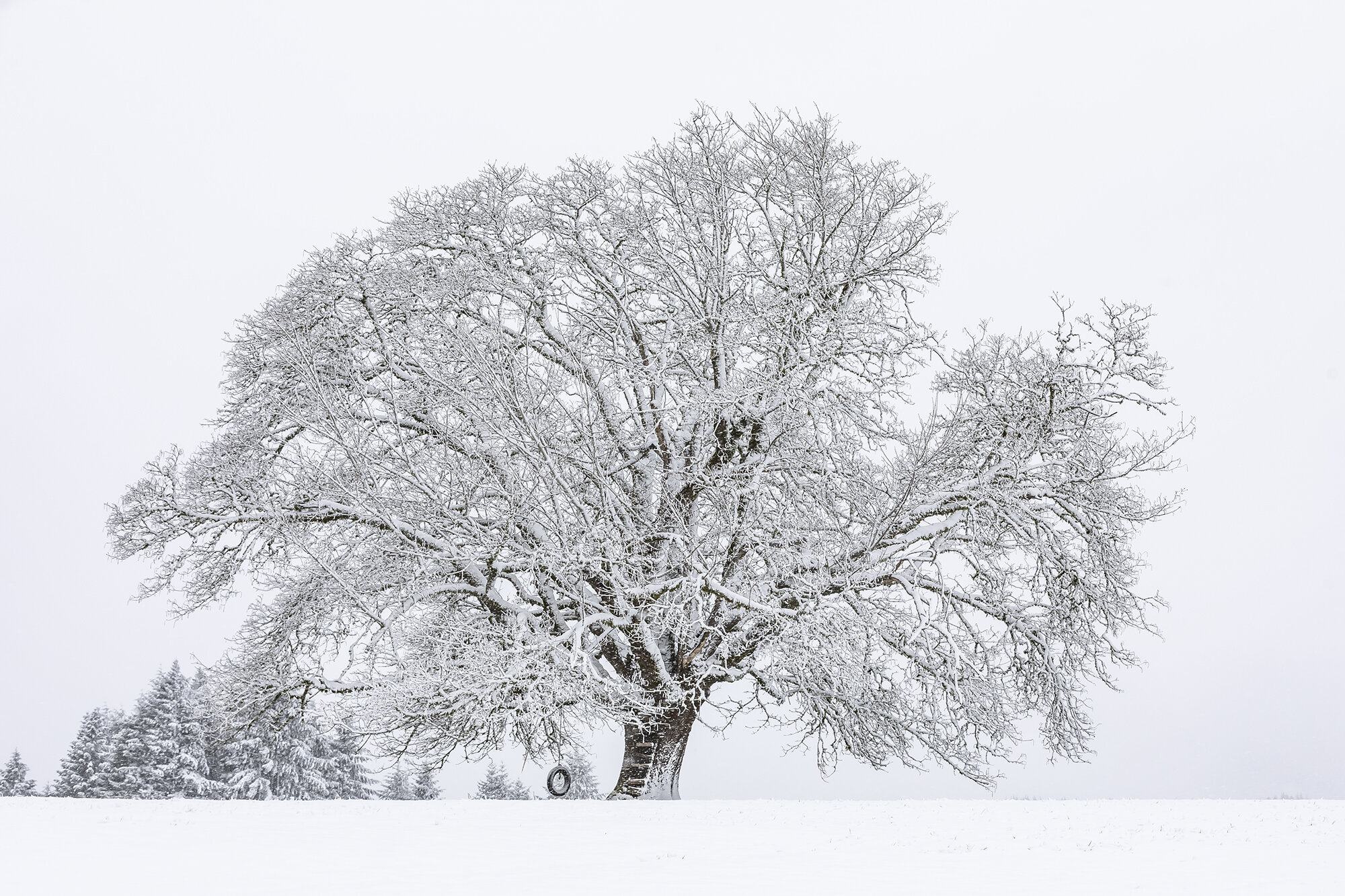 Maple with a View in Snow copy.jpg