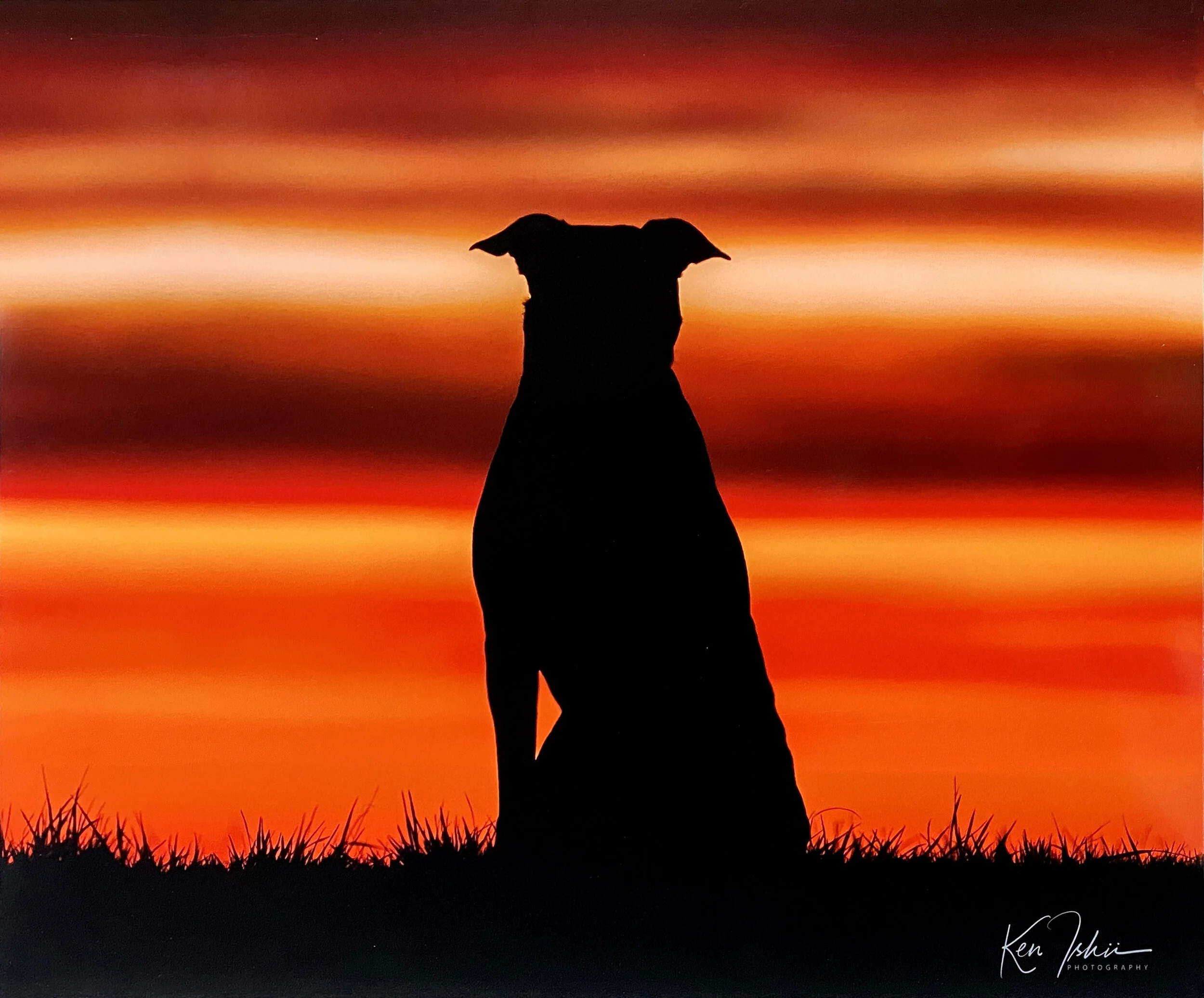 “Shiba Sunset” 16” x 20” photograph (unframed) Silhouette of Shiba the pup (@shiba.the.pup) during a summer sunset in Blaine WA
Retail: $80
Opening Bid; $40