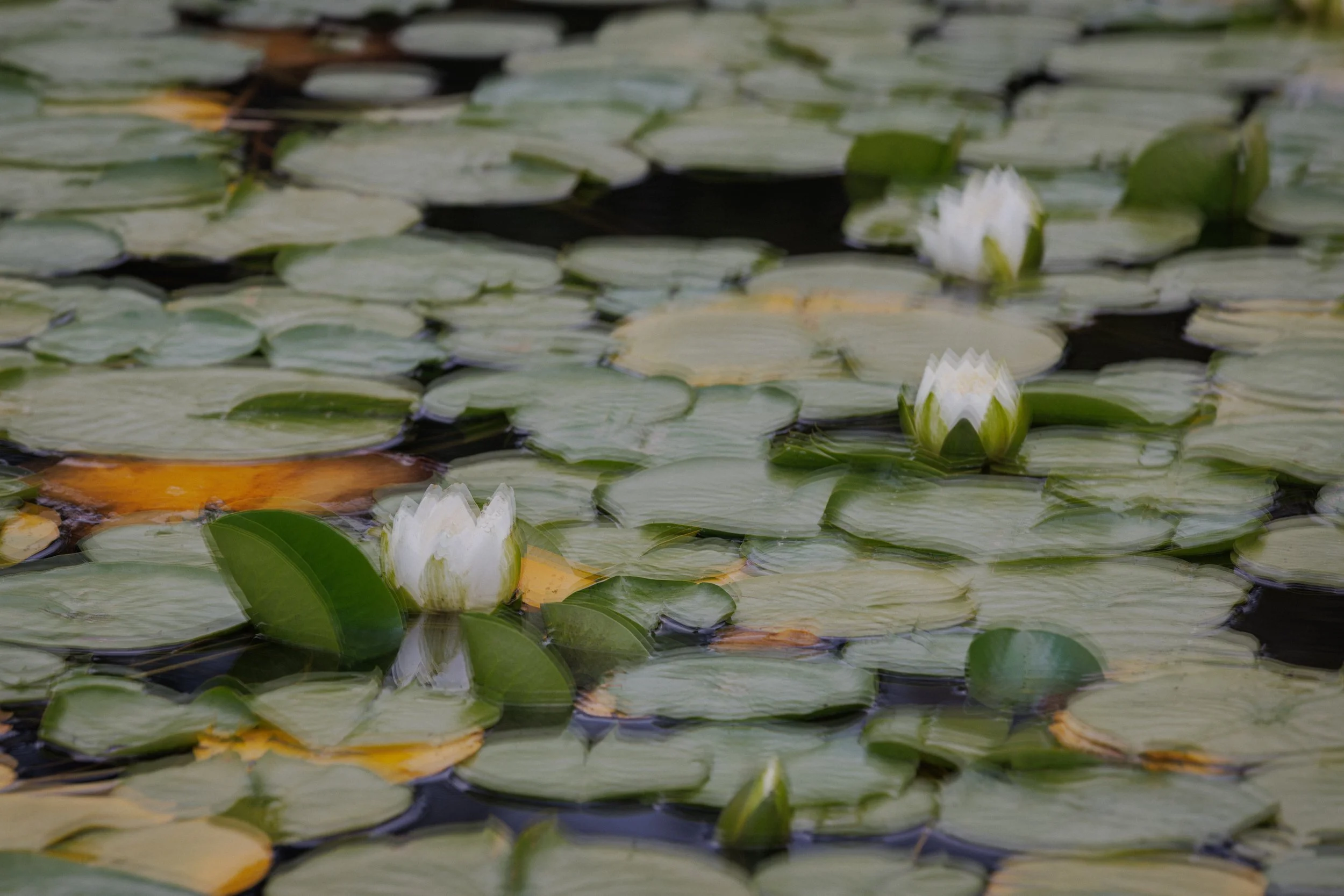 Deanie Harrison Multiple Exposure-1.jpg