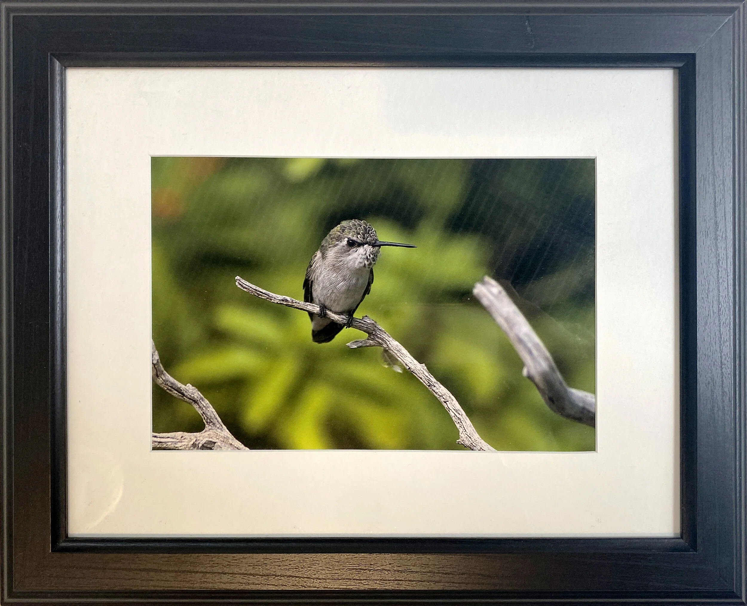 “Hummingbird with Attitude” Photo 8” x 12” print, 7" x 11" matte, 12” x 16” frame
Retail: $95
Opening Bid; $48.00