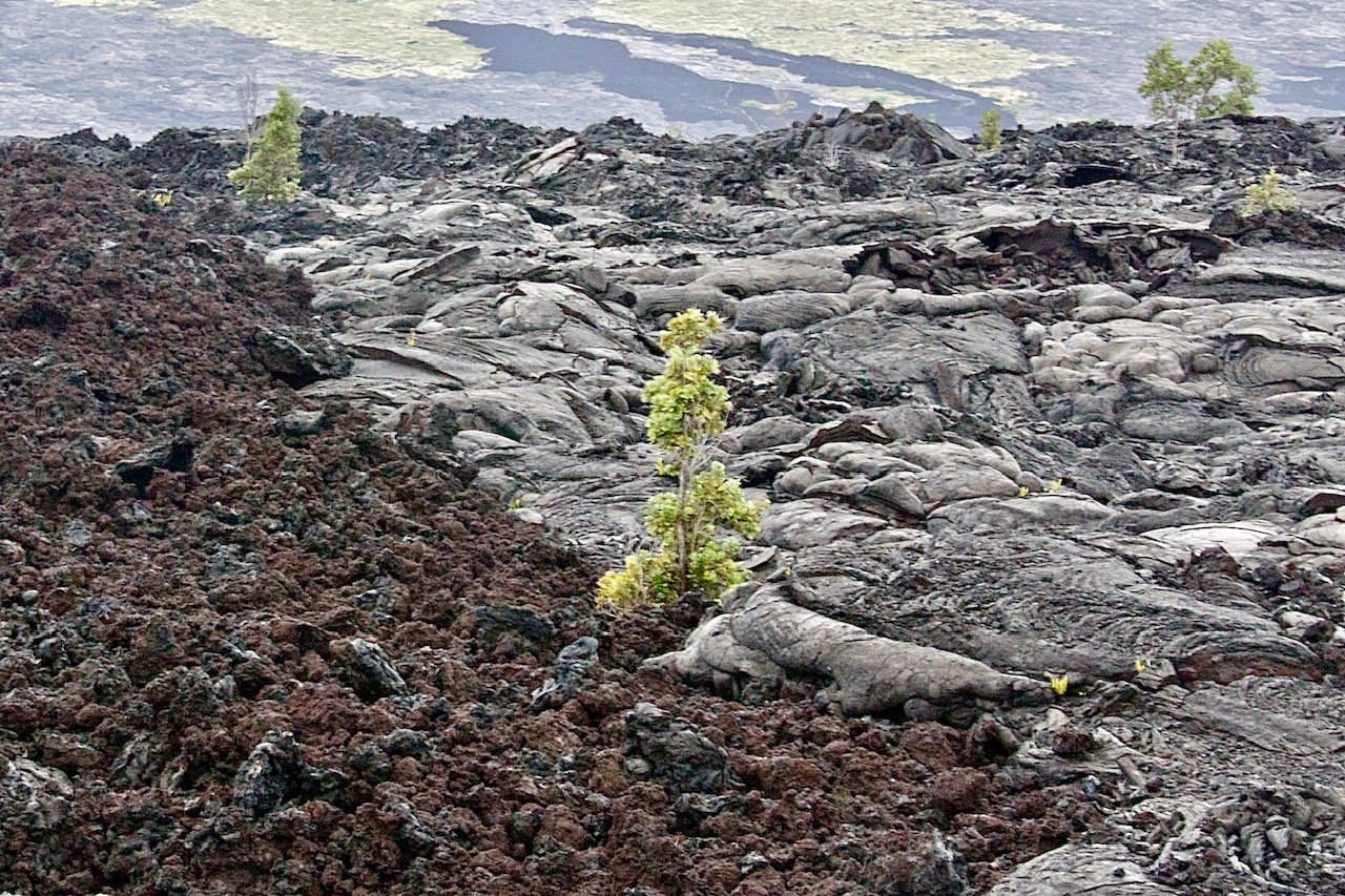 Logie, Ian- 1- perspectve-new life after a volcanic eruption.jpg