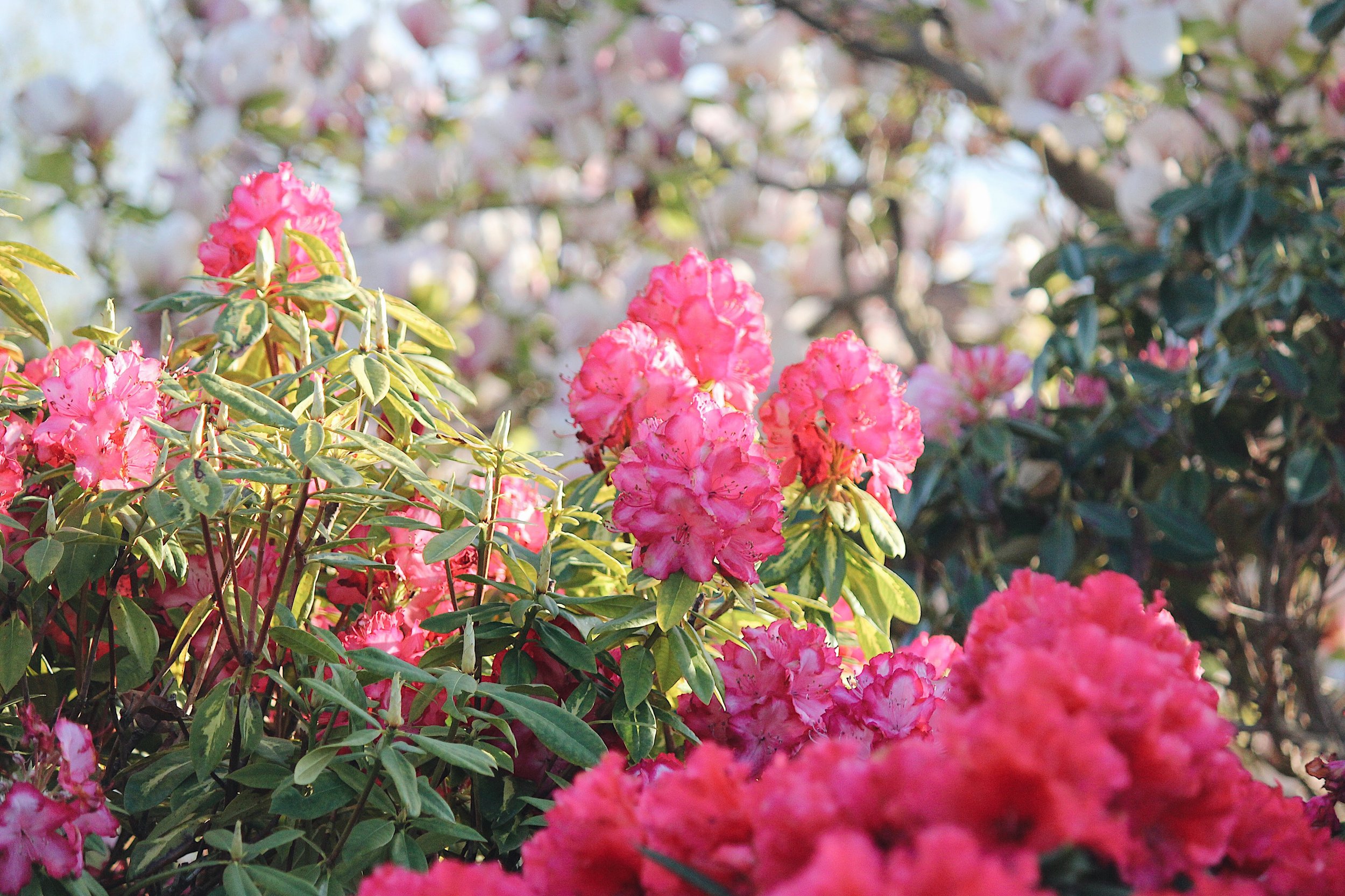 Spring Rising.jpg