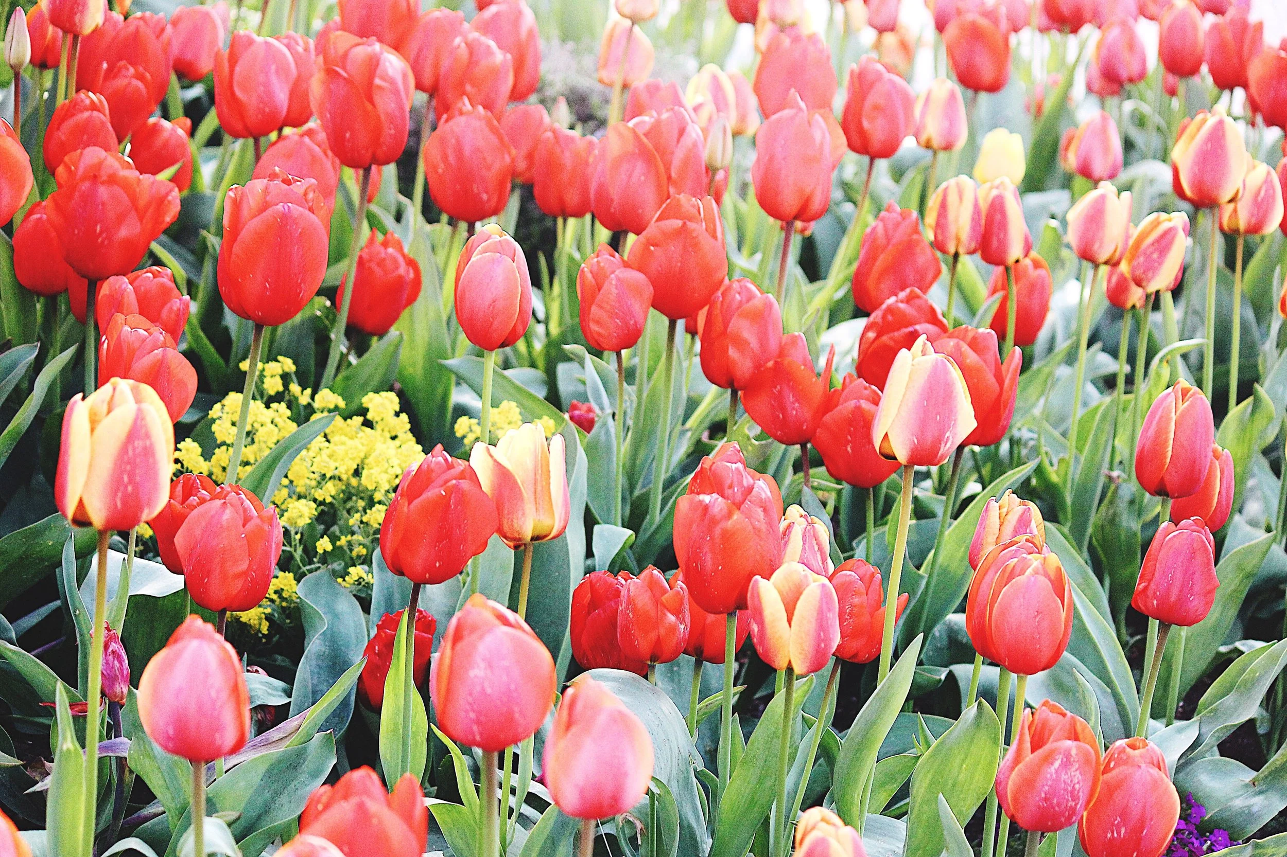 Tulip Ground.JPG