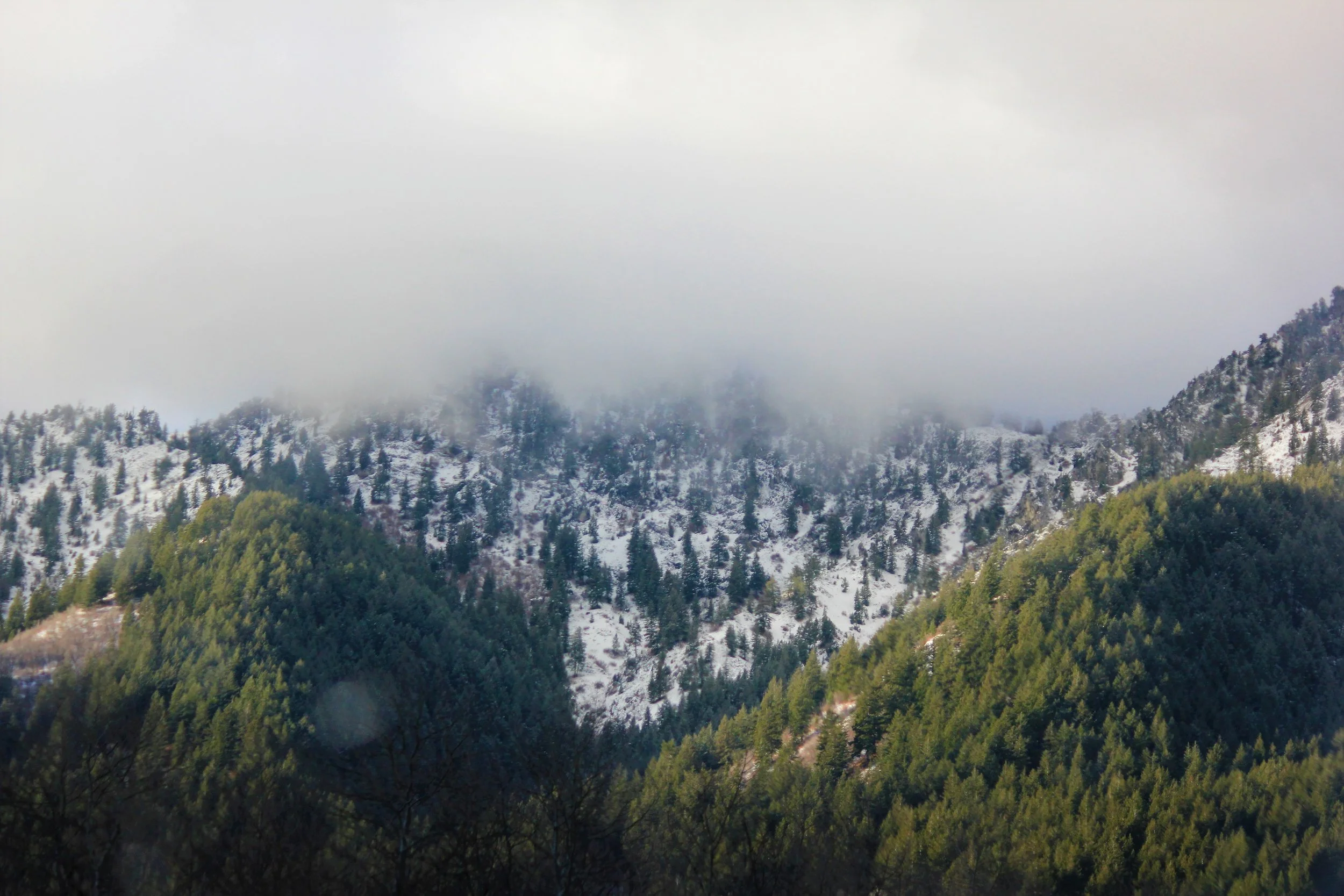 The Pines of Utah.JPG