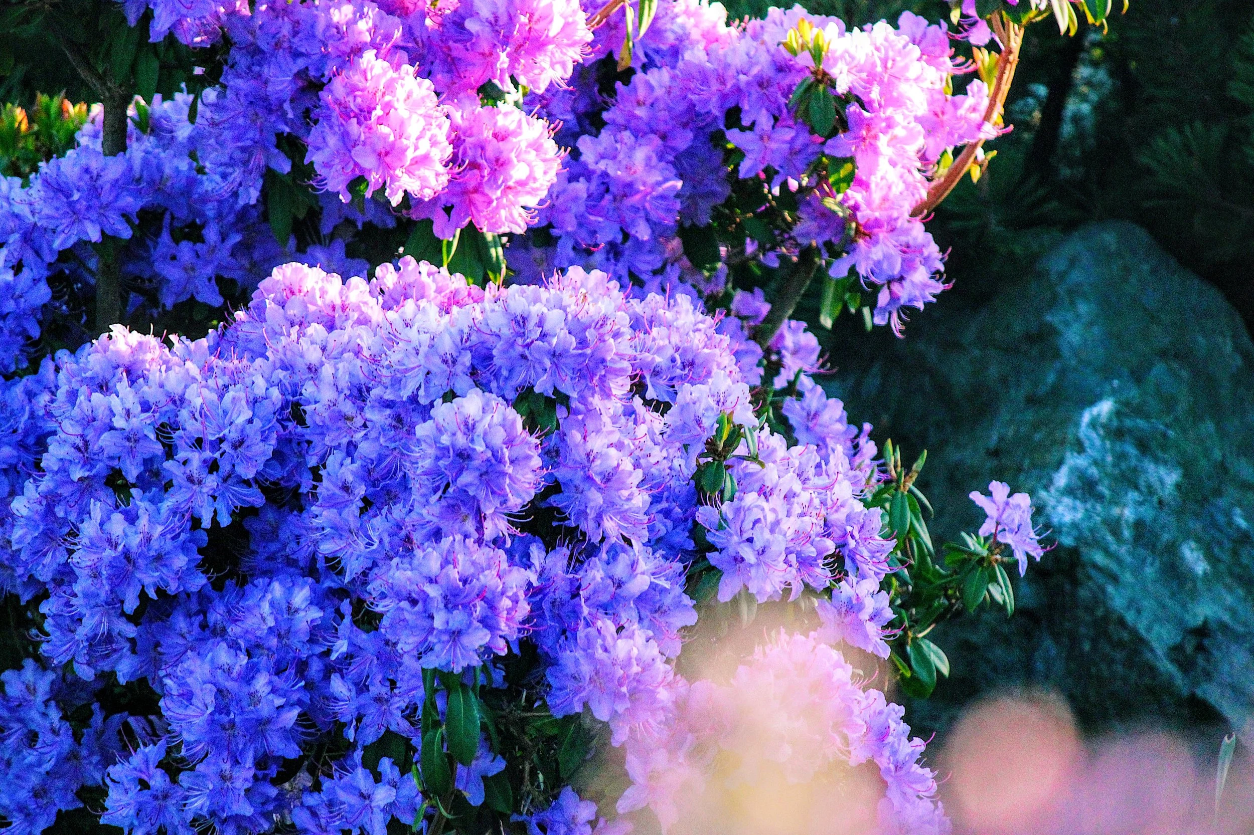 Dreaming in the Garden.jpg