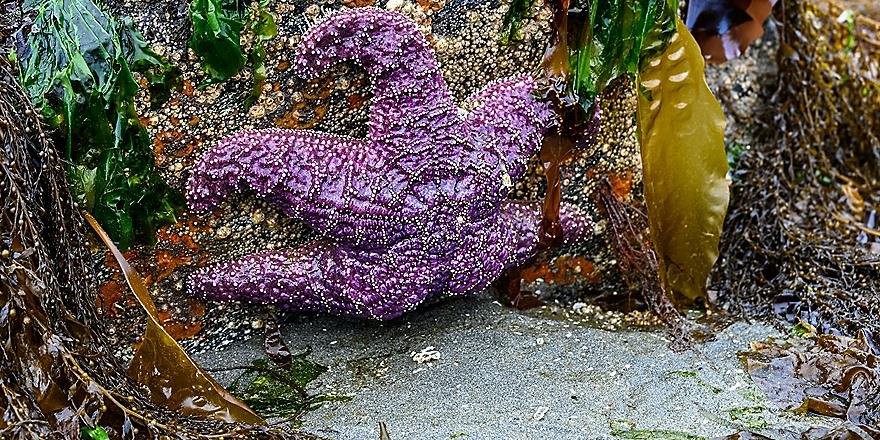A Family Guide to Washington State; Royal Caribbean