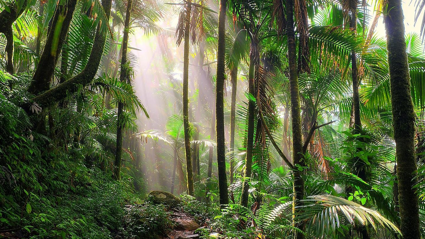 The best hiking trails in Puerto Rico; Royal Caribbean