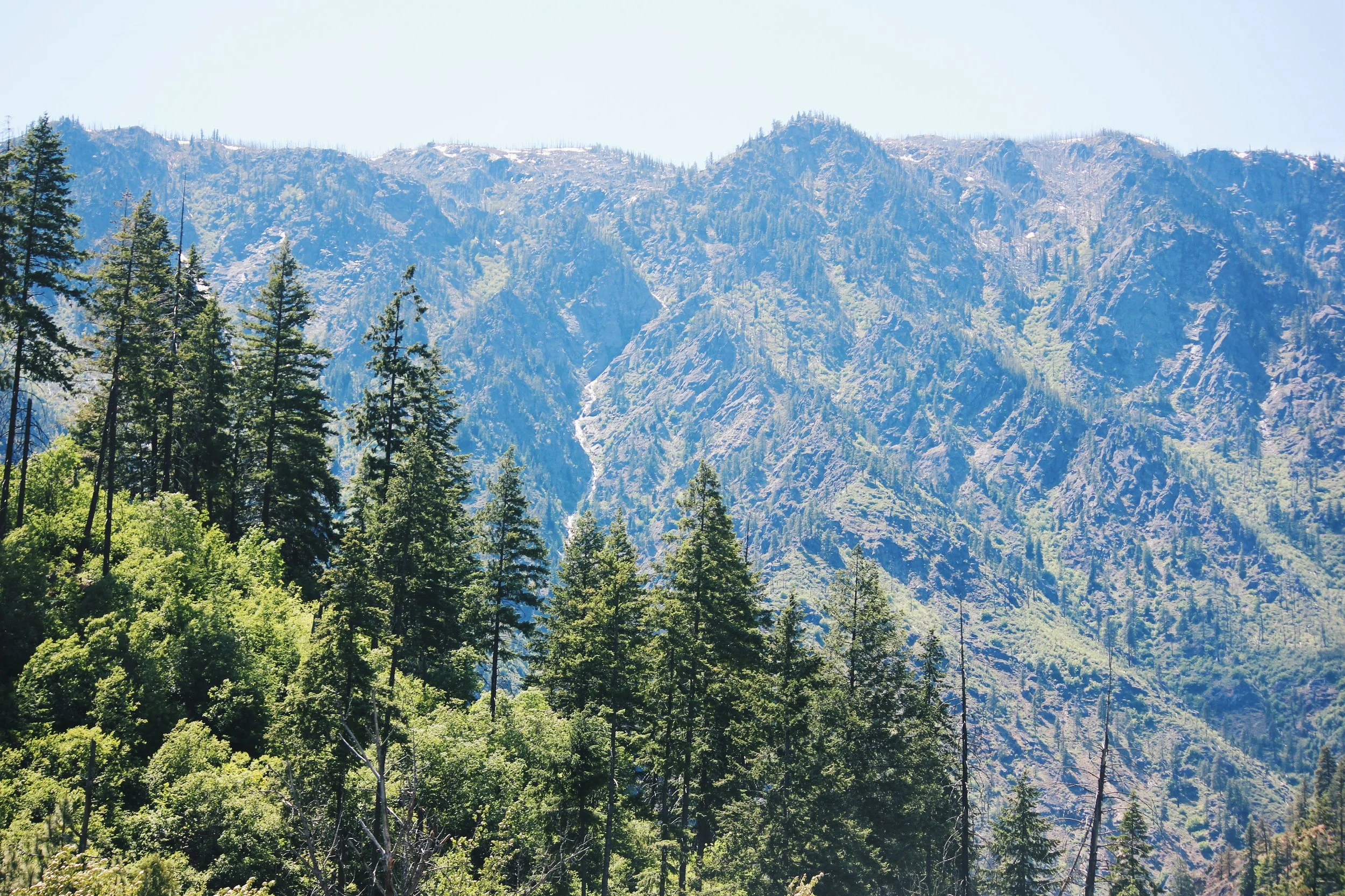 Pines Lines.jpg