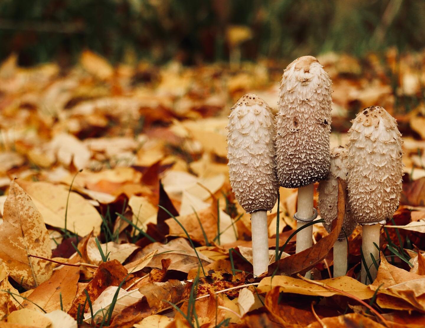 Autumn around the resort is so photogenic. Don&rsquo;t forget to look up, down and all around! 
.
.
.
.
#autumn #autumnleaves #leafpeeping #mycology #mushrooms #fungi #fungus #shrooms #airbnb #northfrontenac #ontario #canada #infrontenac