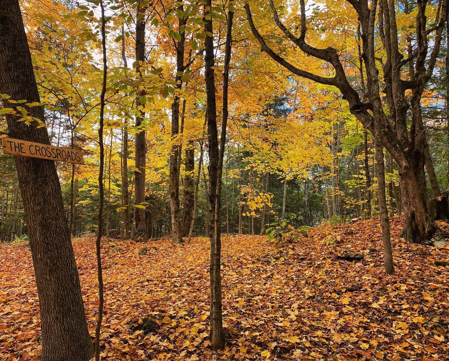 The Crossroads&hellip; One of my favourite spots along the trails in The Outpost where you can experience autumn in all its glory. And it&rsquo;s just a short walk from Cabin 16! @experiencetheoutpost @cruisingcanoes