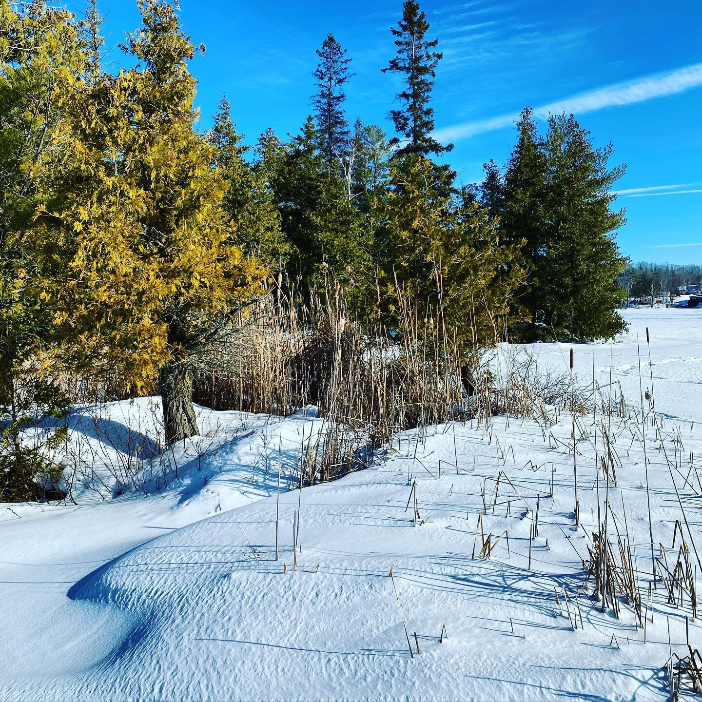 Happy Family Day to those of whom are celebrating! It was a beautiful day to snowshoe out to Horseshoe Island. Perfect snow conditions, no wind, not too cold but cold enough to prevent slush, and sunny enough to keep me warm. Can&rsquo;t get much bet