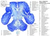 Atlas of the Brain of a Dolphin — Comparative Brain Anatomy