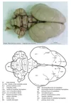 Koala brain — Comparative Brain Anatomy